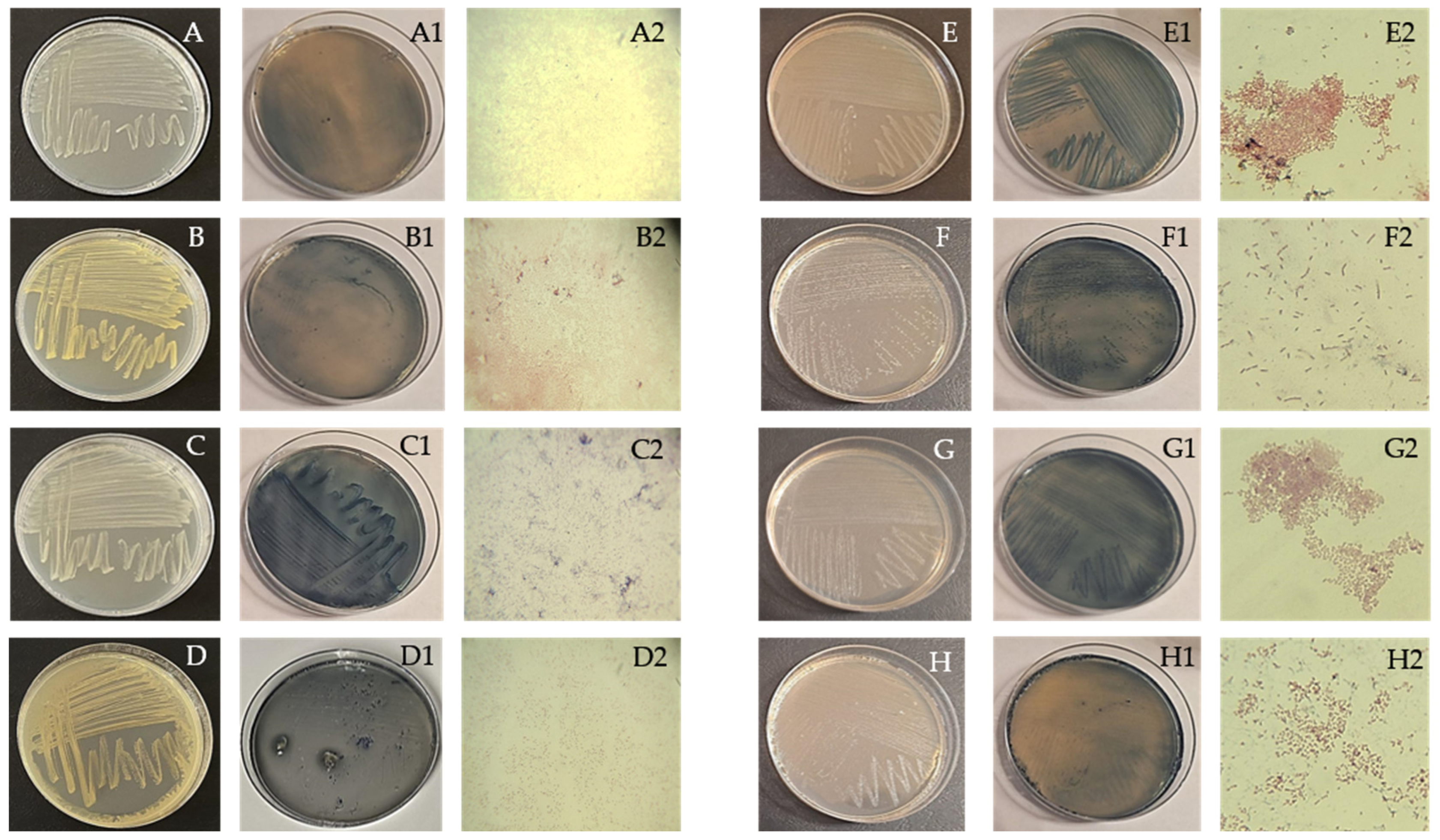 Polymers 16 03407 g002