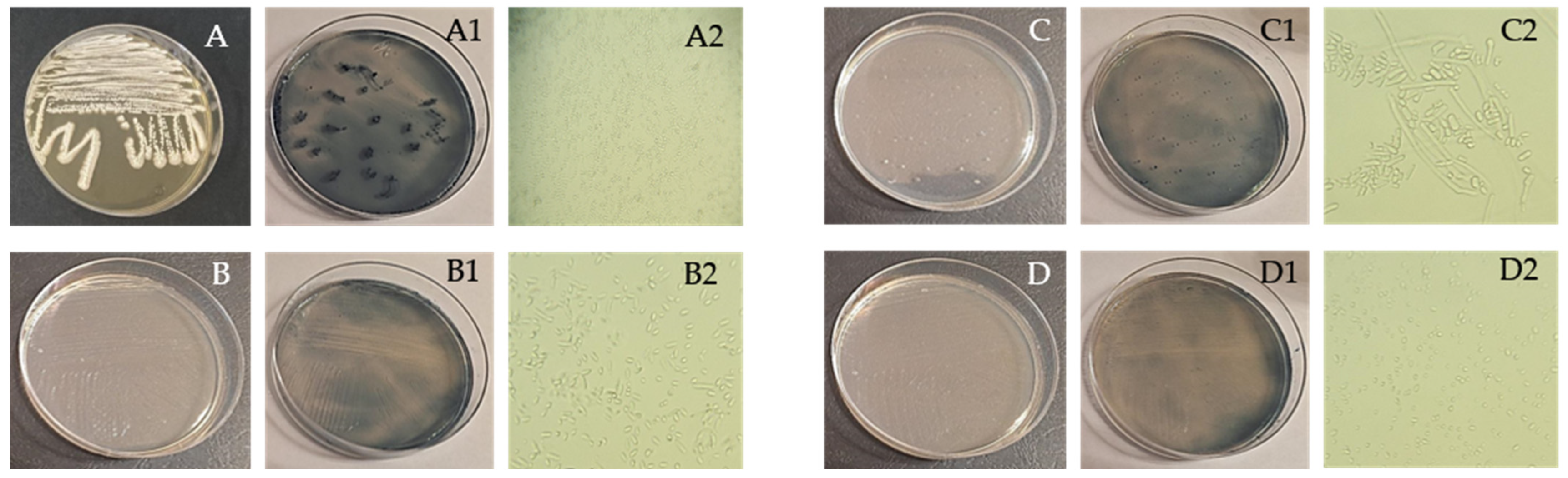 Polymers 16 03407 g003