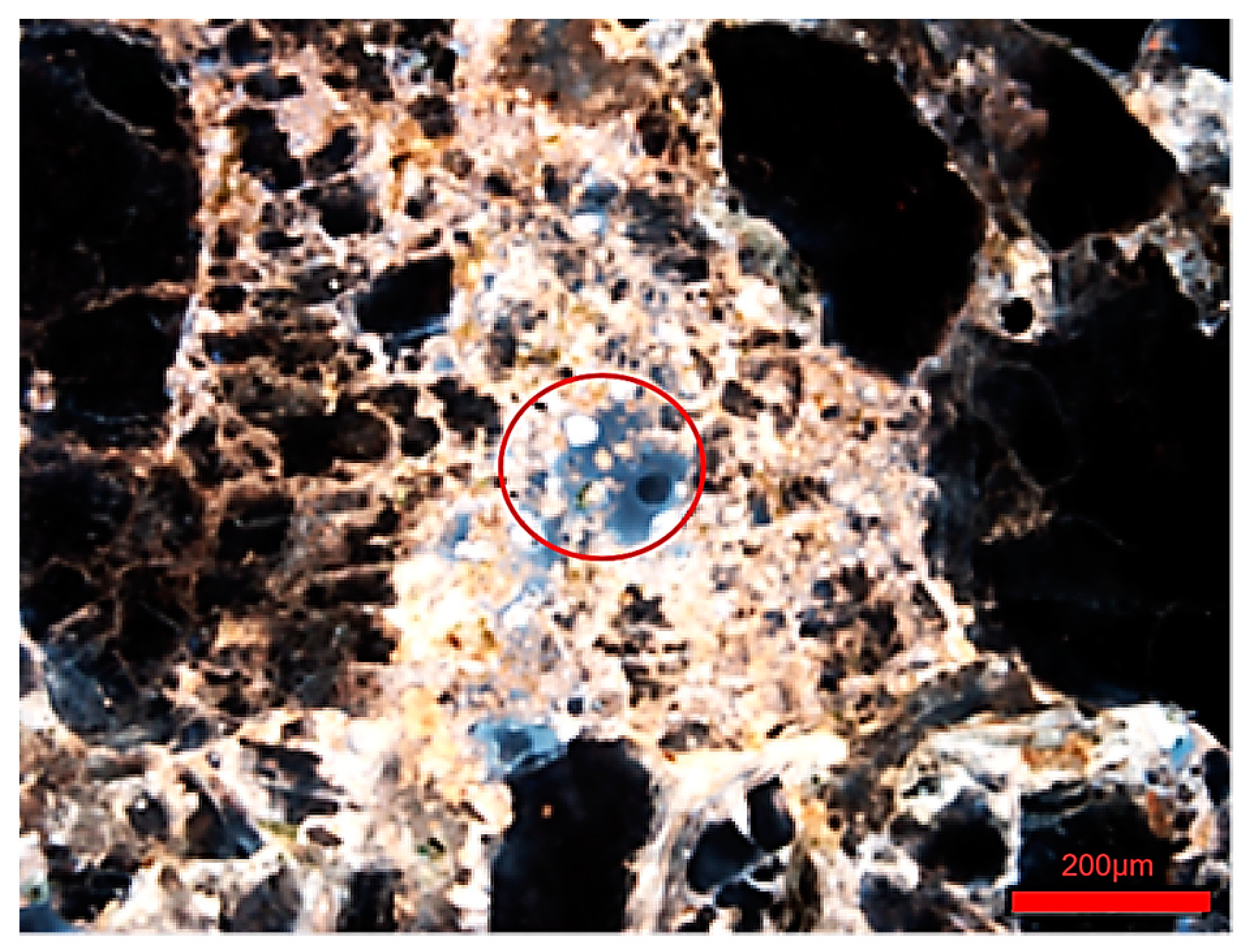 Polymers 16 03494 g001
