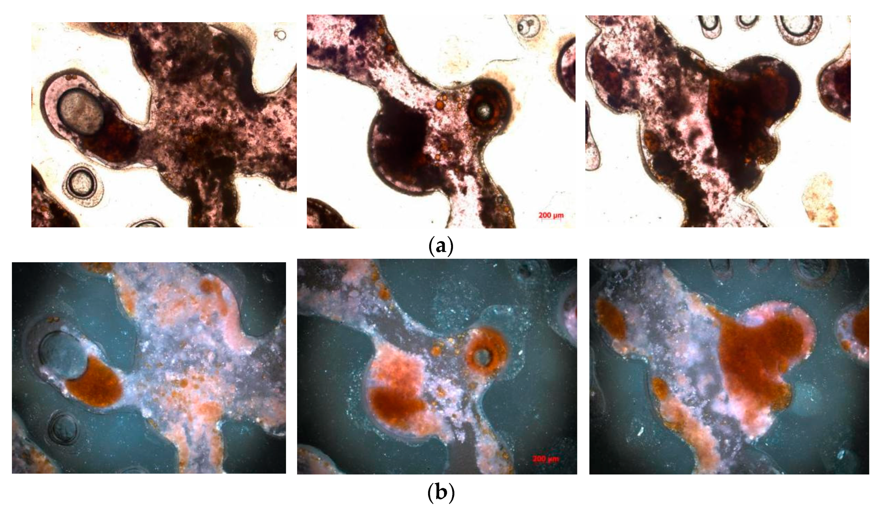 Polymers 16 03494 g011