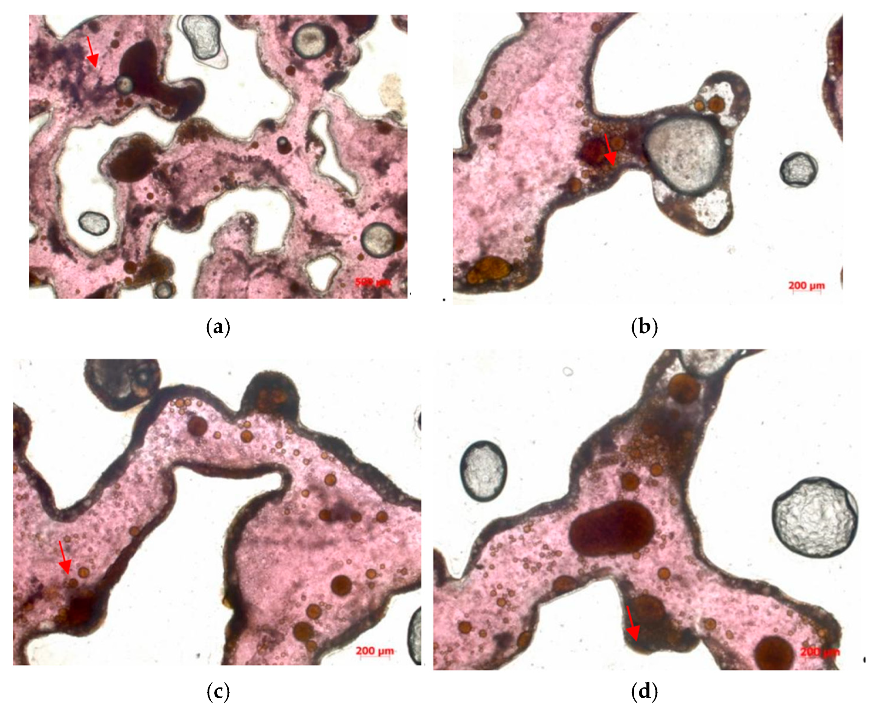 Polymers 16 03494 g013