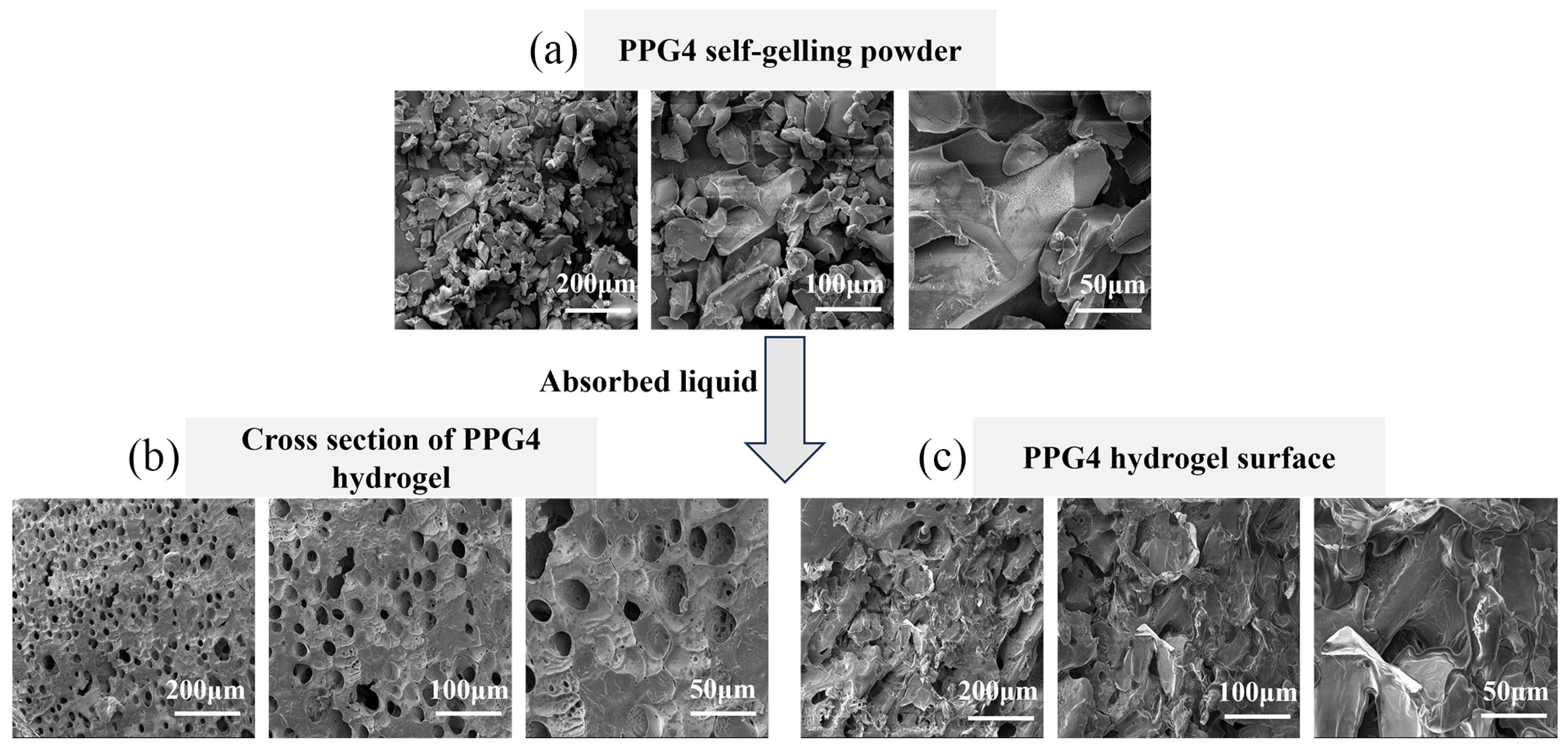 Polymers 16 03516 g005