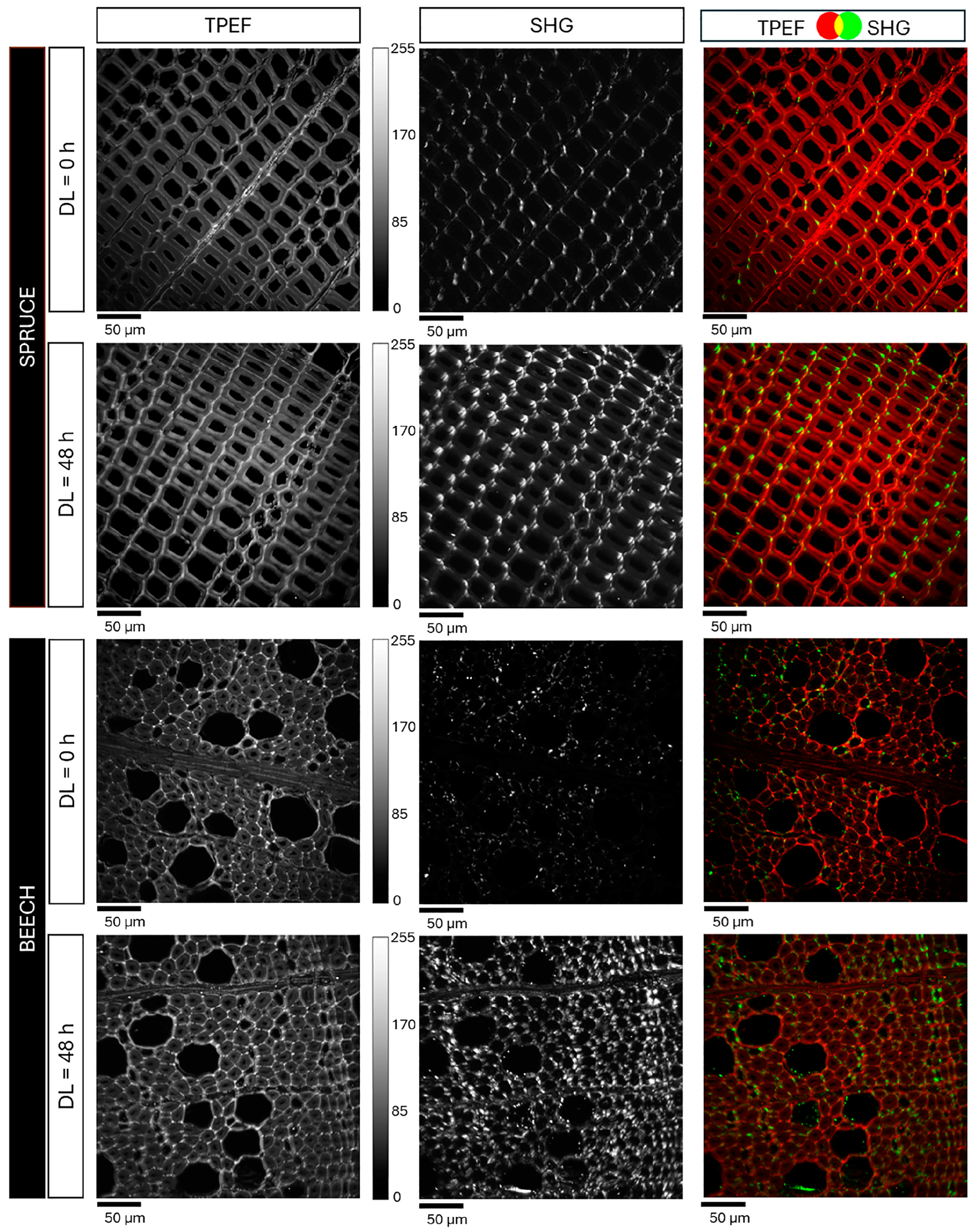 Polymers 16 03590 g002