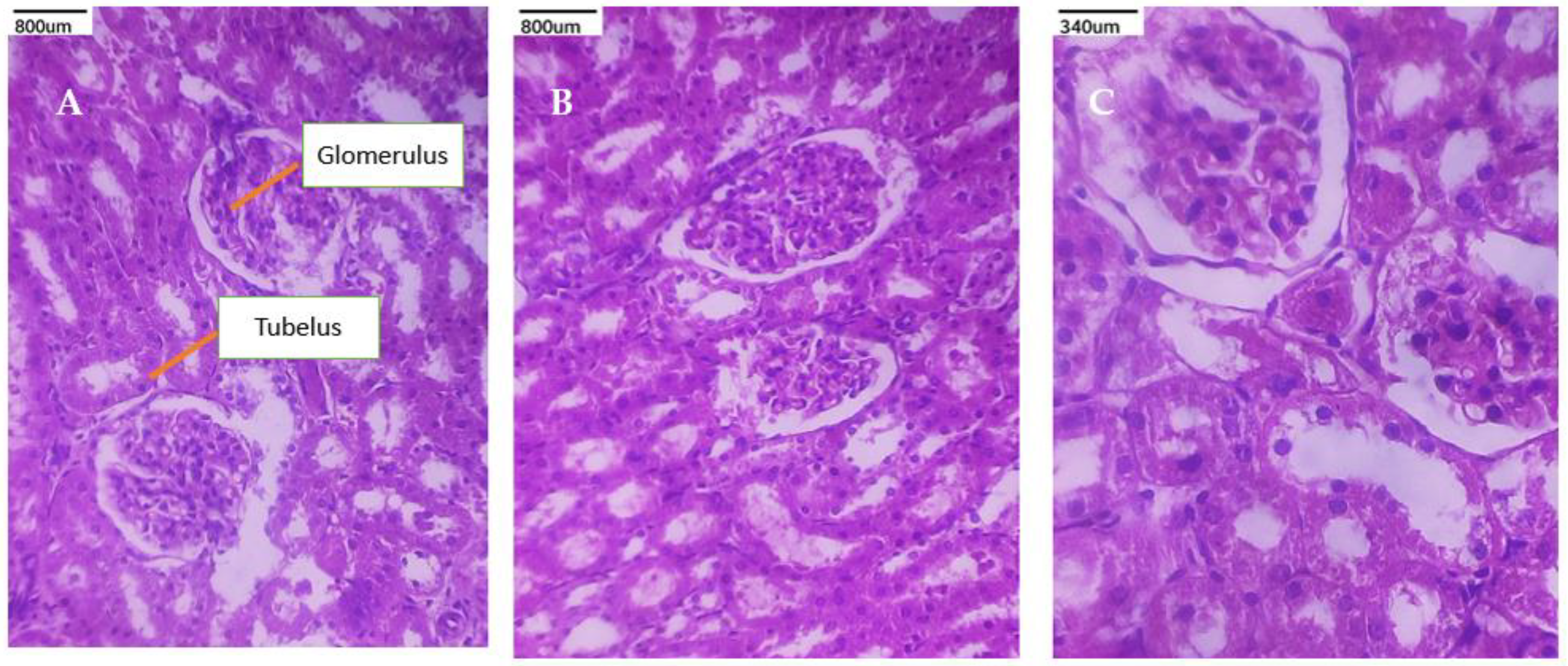 Polymers 17 00024 g013