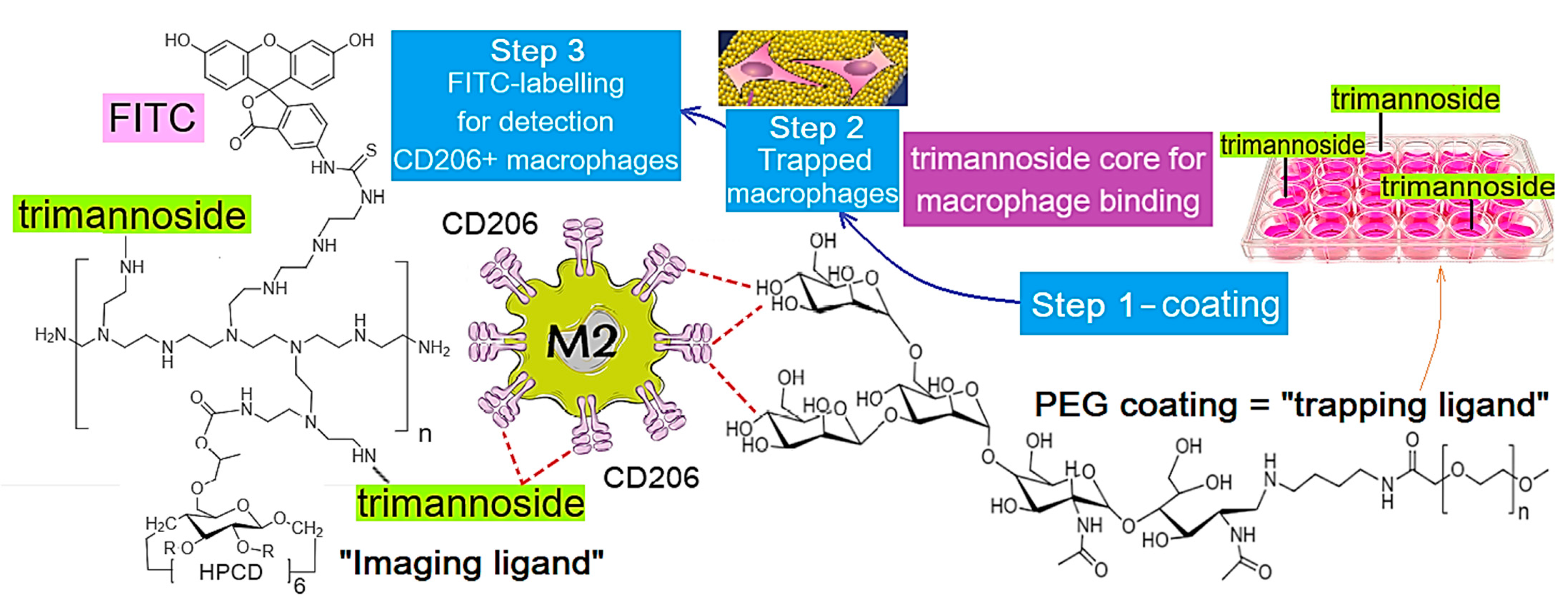 Polymers 17 00065 g002