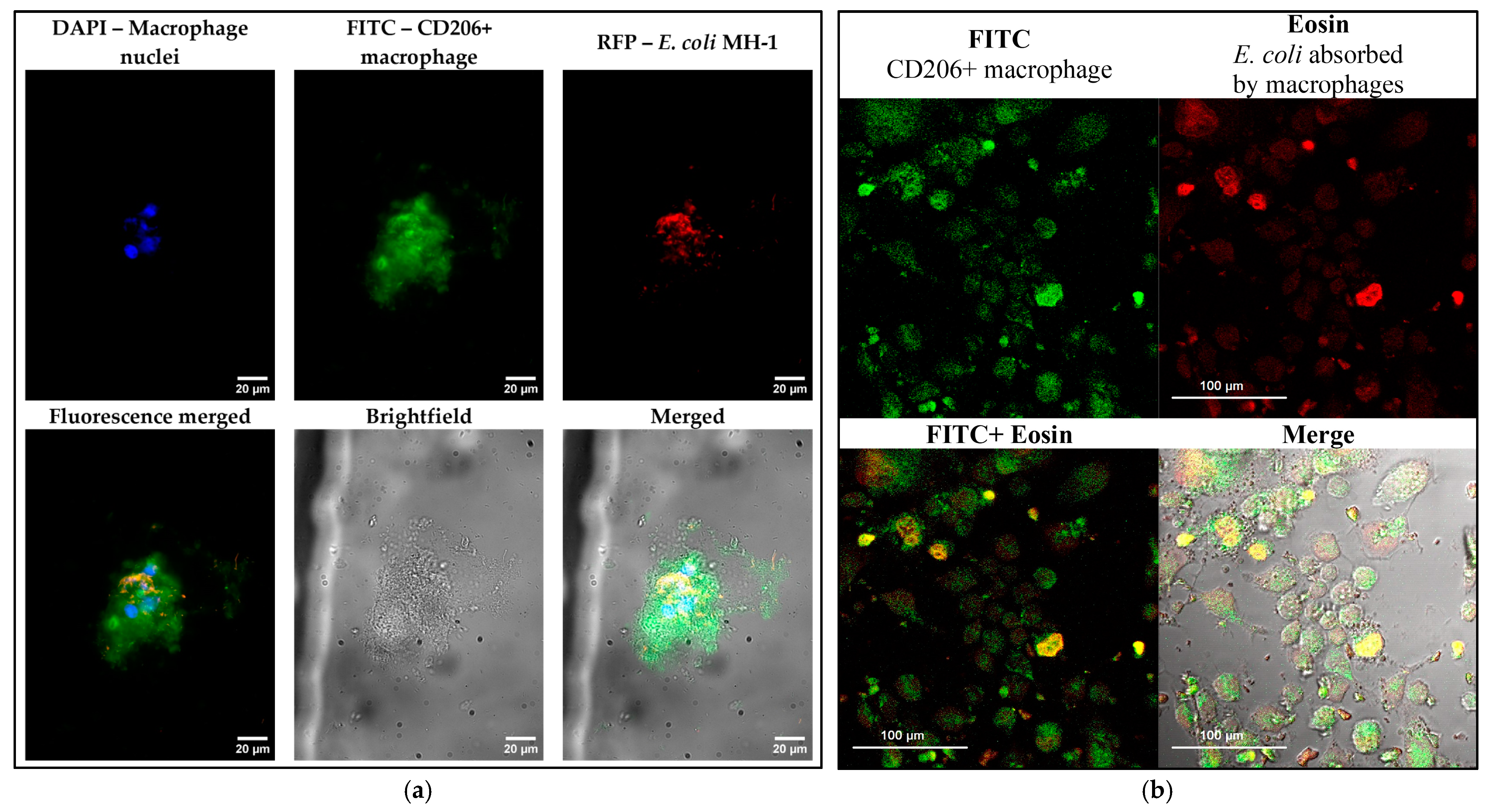 Polymers 17 00065 g006