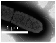 Polymers 17 00065 i002
