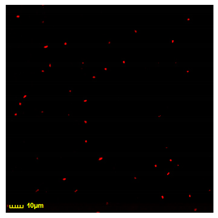 Polymers 17 00065 i004
