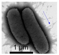 Polymers 17 00065 i005