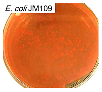 Polymers 17 00065 i006