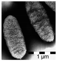 Polymers 17 00065 i008