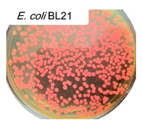 Polymers 17 00065 i009