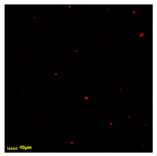 Polymers 17 00065 i010