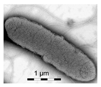 Polymers 17 00065 i011