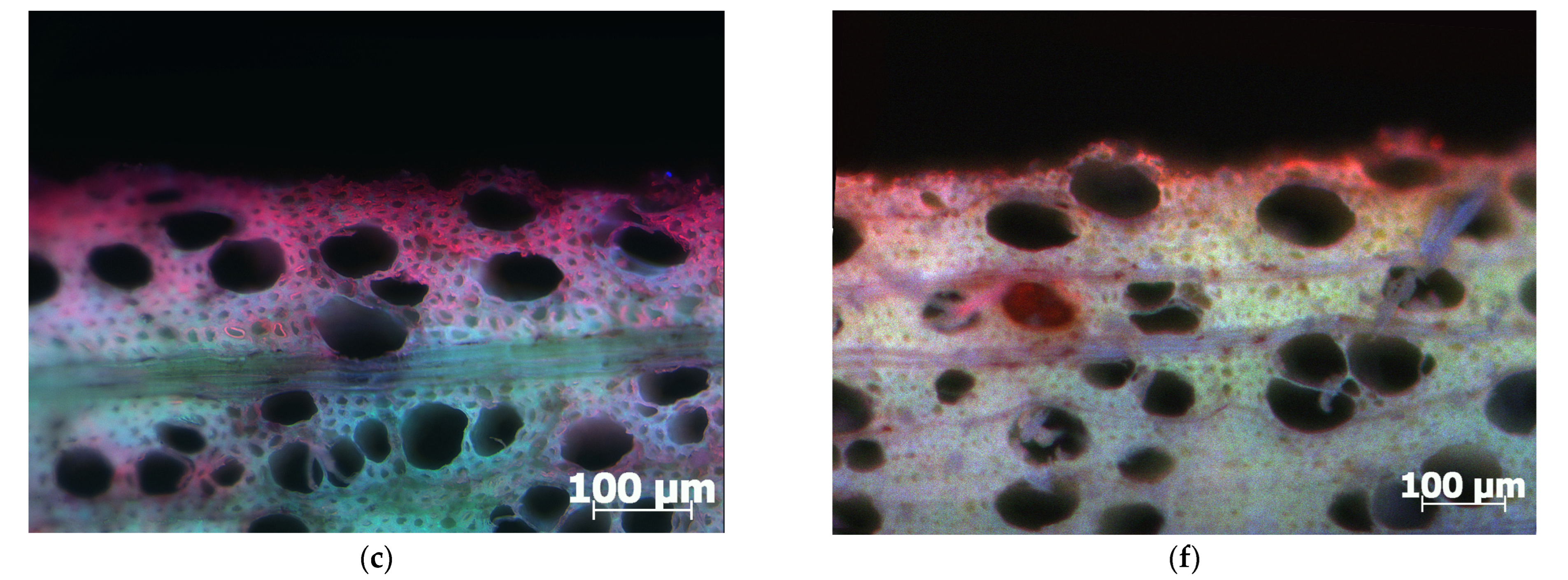 Polymers 17 00077 g007b