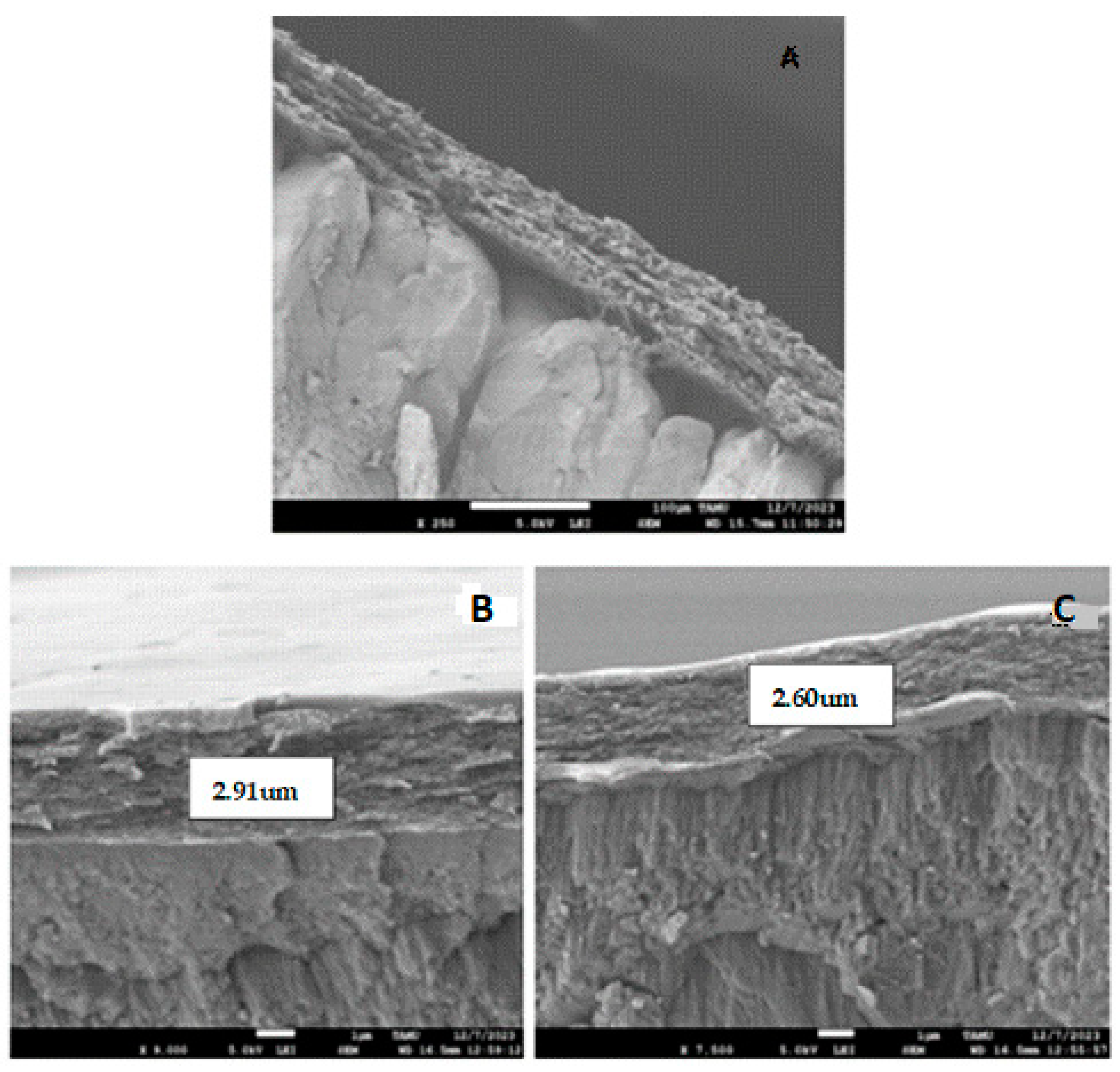 tokyo hot e966 Polymeric Coatings with Electrolyzed Acidic Water: A Novel Approach to  Extending Egg Shelf Life and Quality