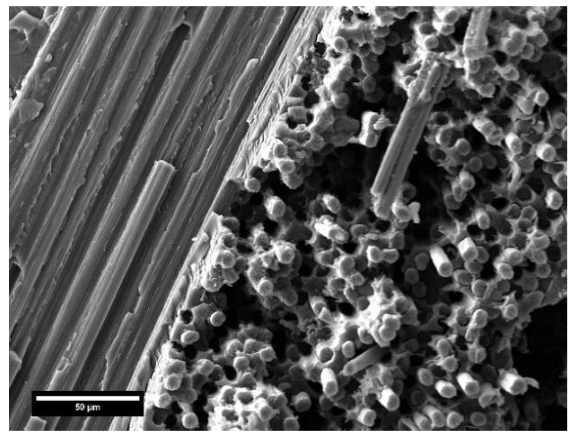Polymers 17 00088 g010
