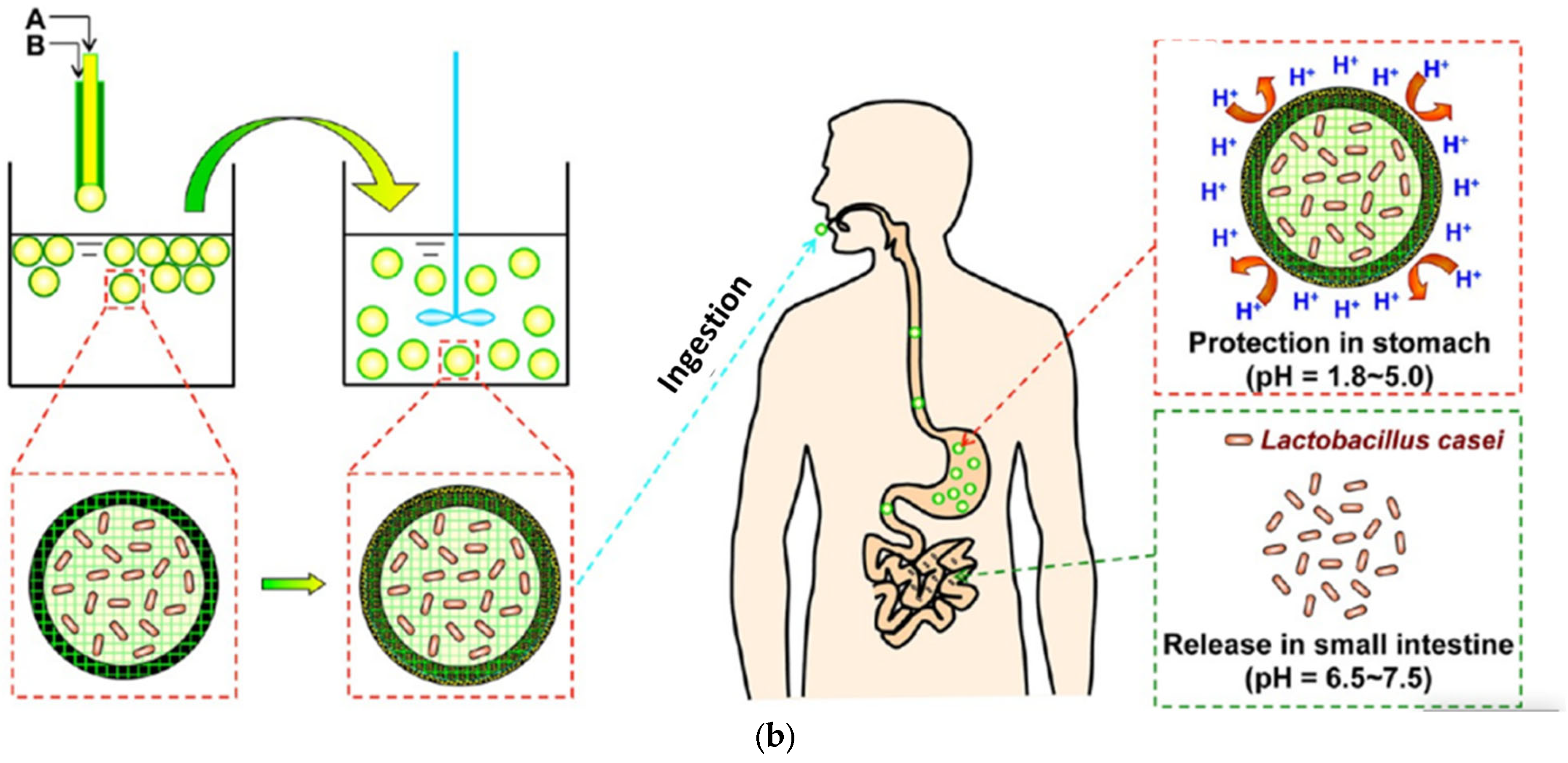 Polymers 17 00144 g003b