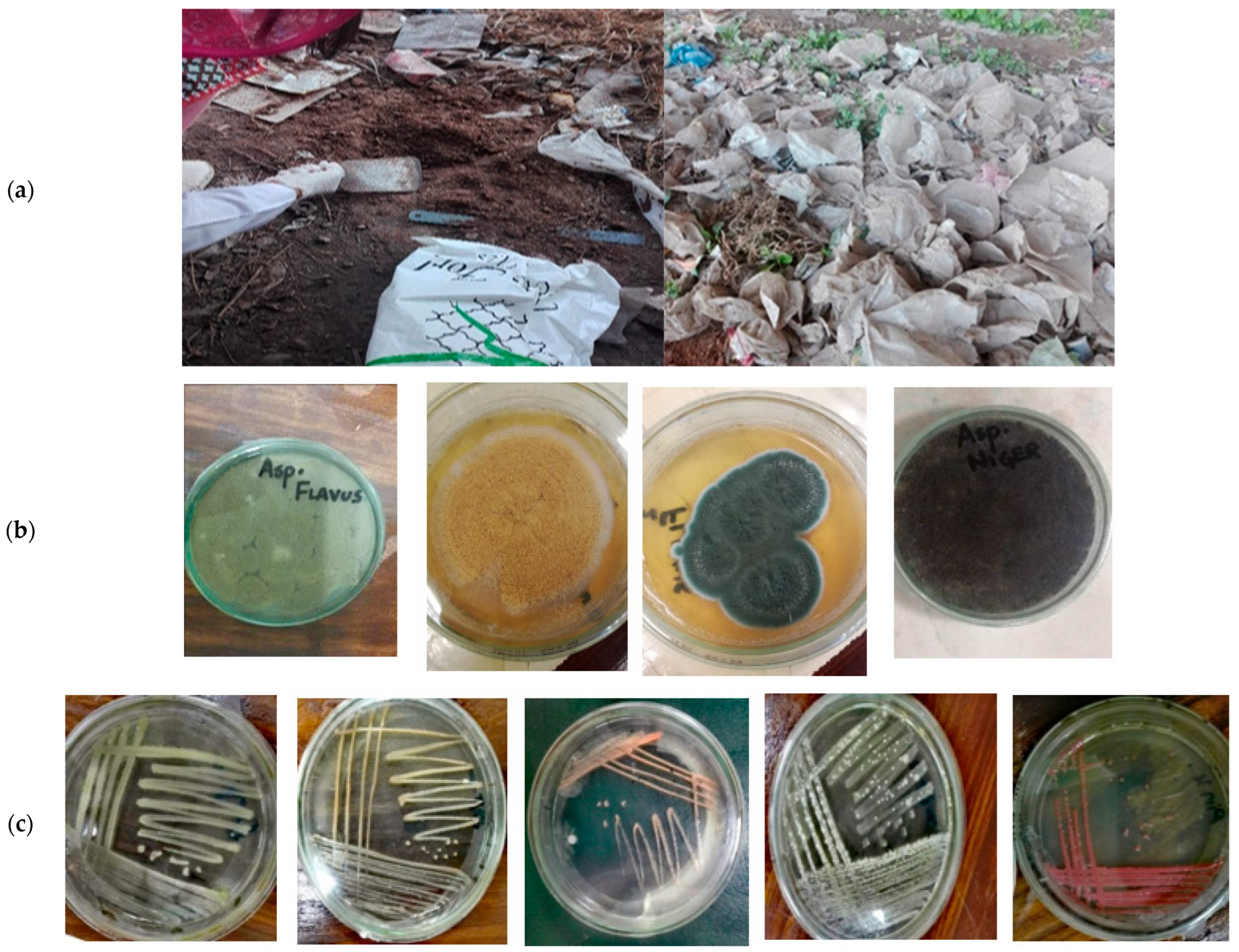 Polymers 17 00169 g001