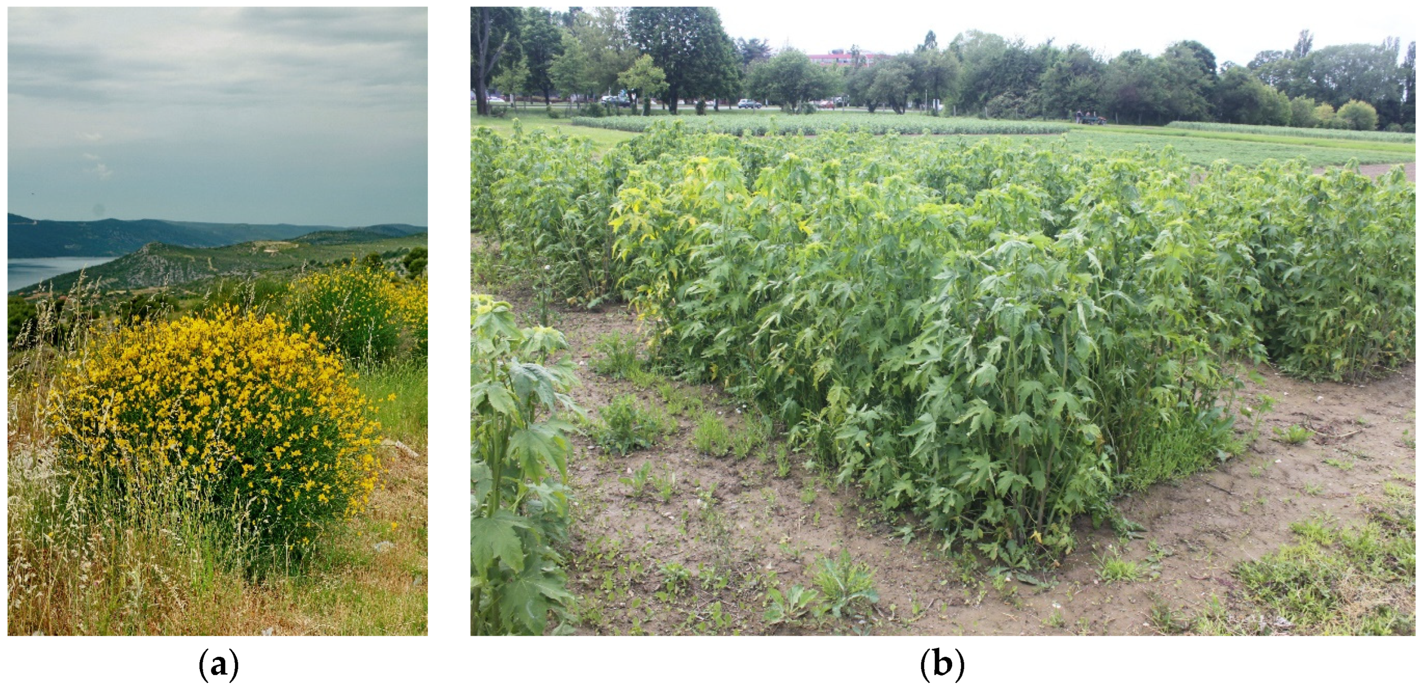 Polymers 17 00235 g001