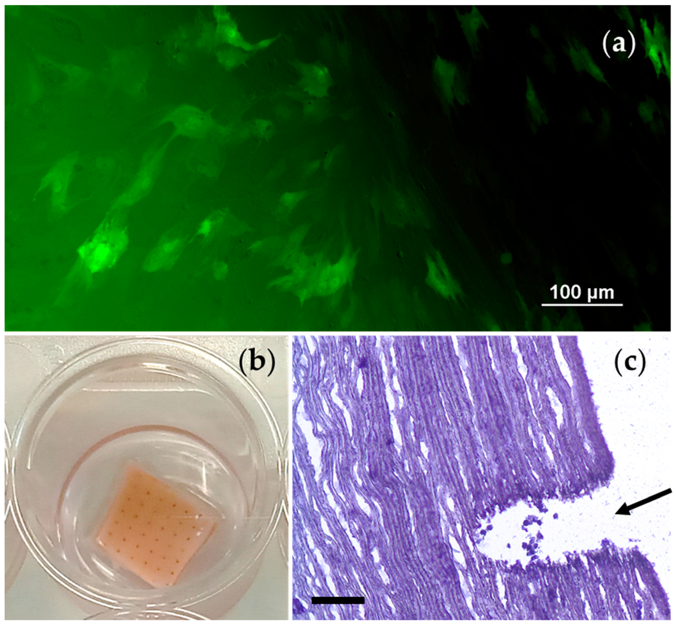 Polymers 17 00305 g009