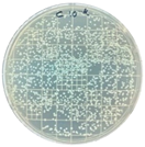 Polymers 17 00325 i005