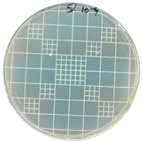 Polymers 17 00325 i008