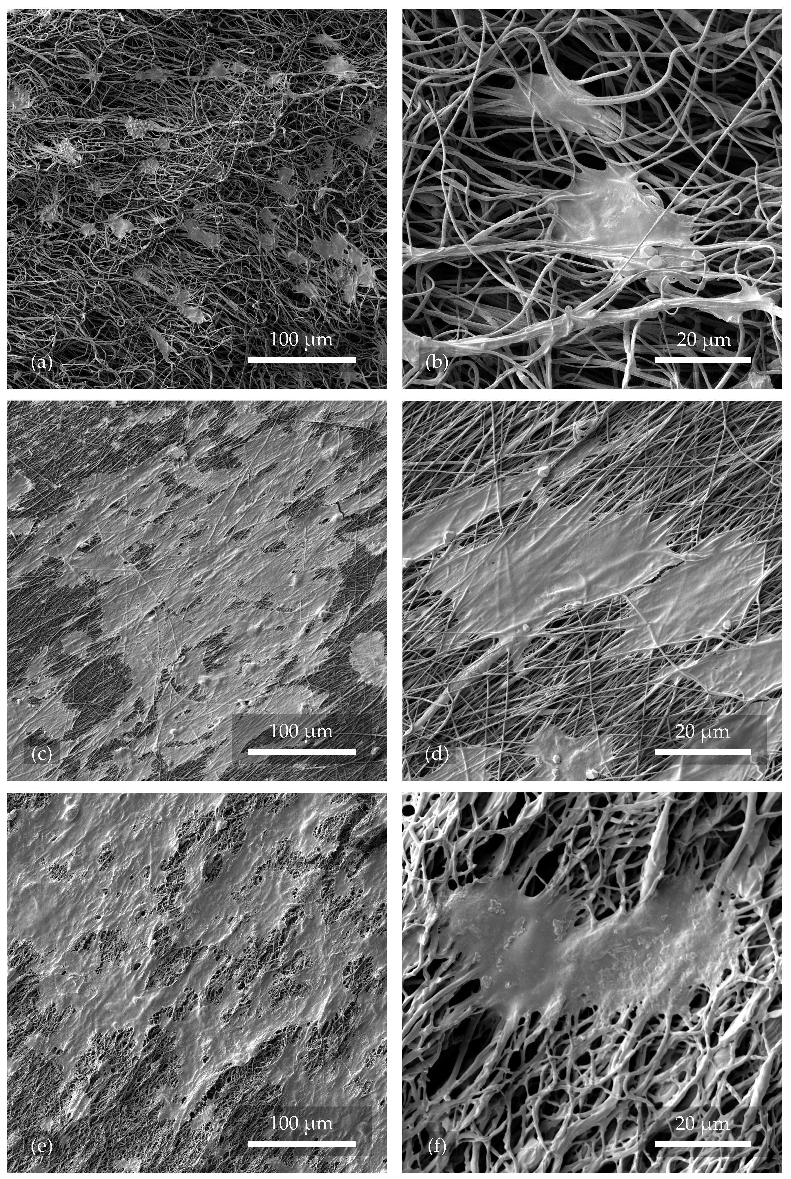 Polymers 17 00330 g008