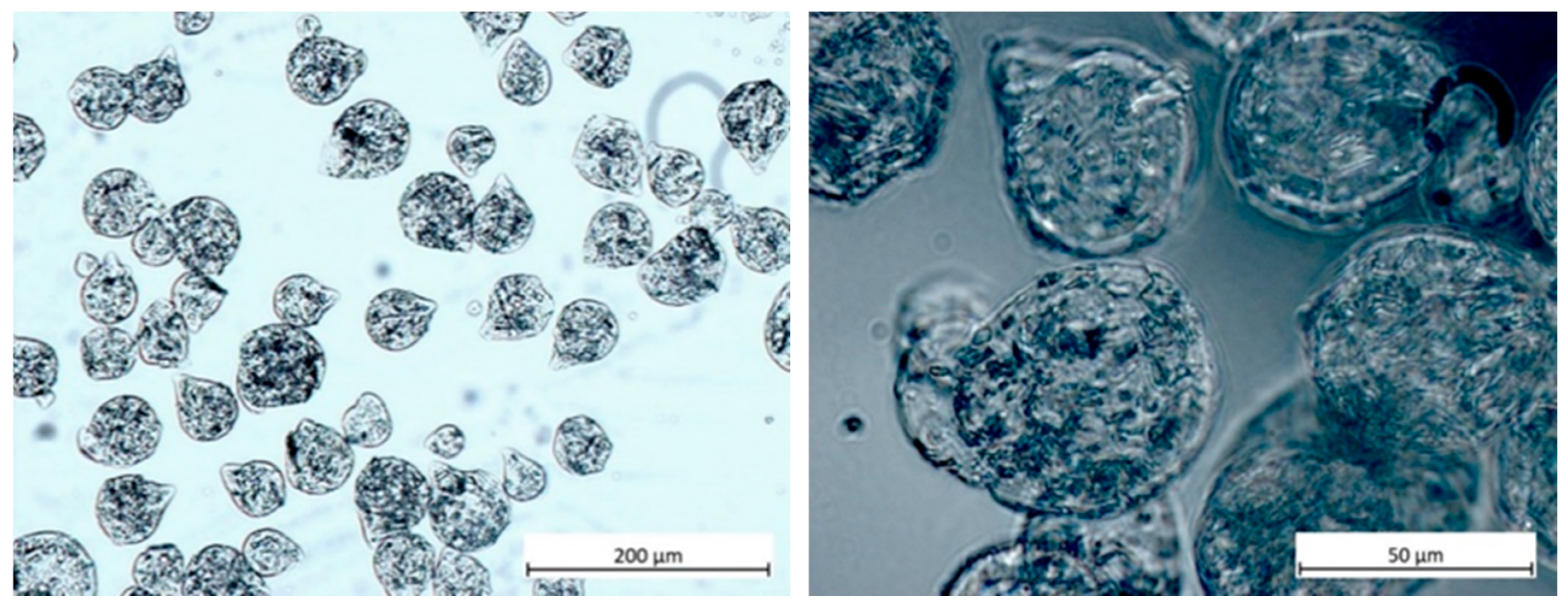 Polymers 17 00427 g002