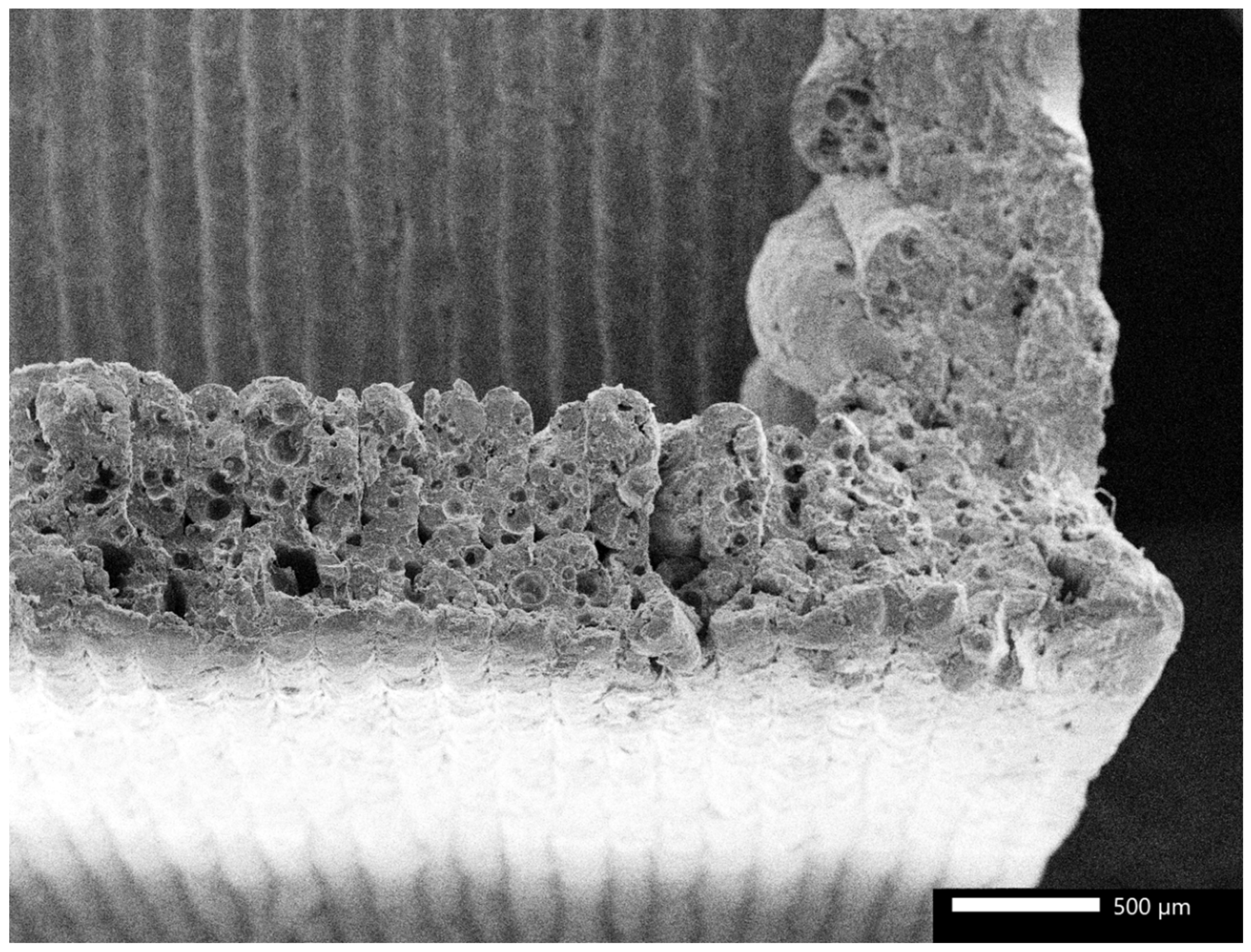 Polymers 17 00448 g005 Polymers 17 00448 g005