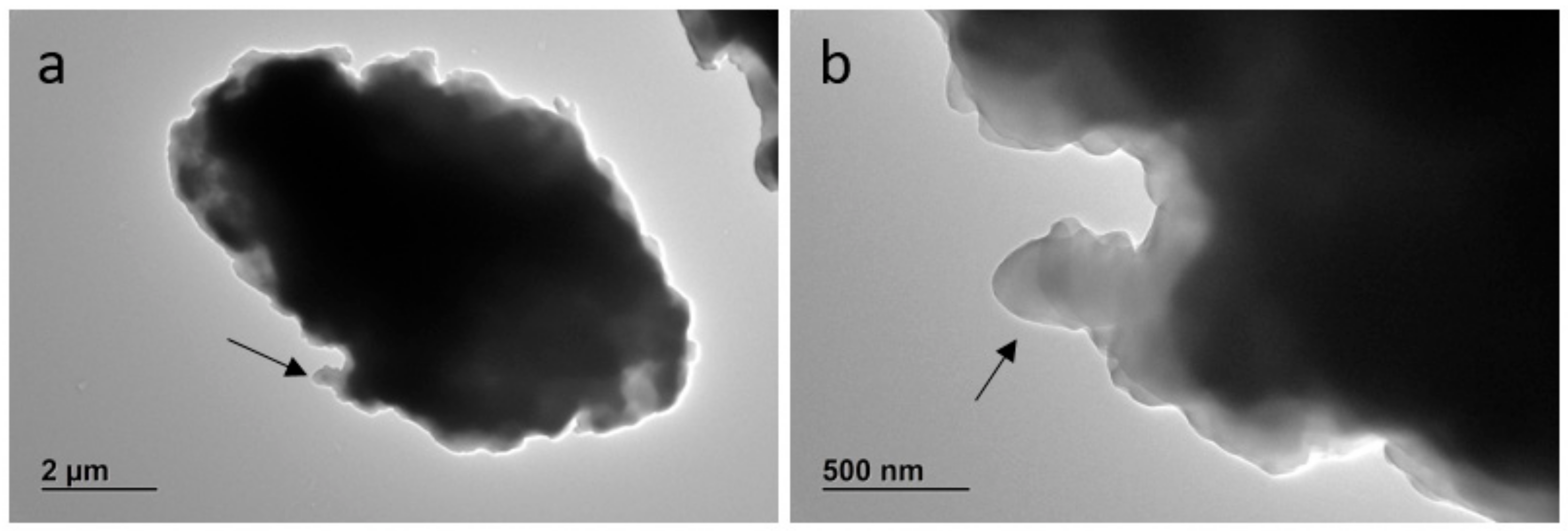 Polymers 17 00526 g004