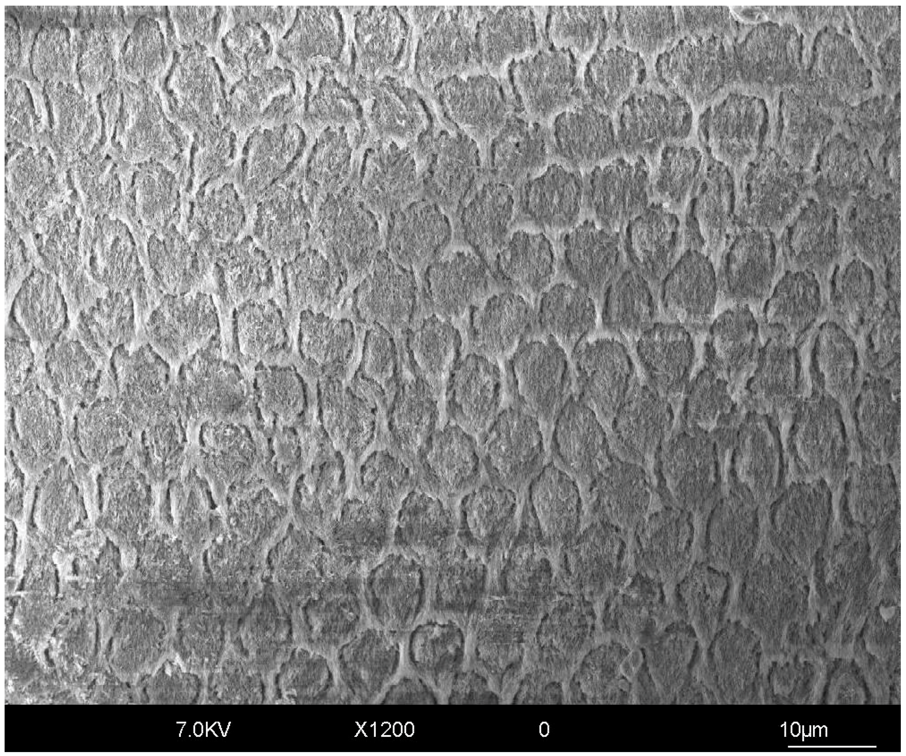 Polymers 17 00566 g002 Polymers 17 00566 g002