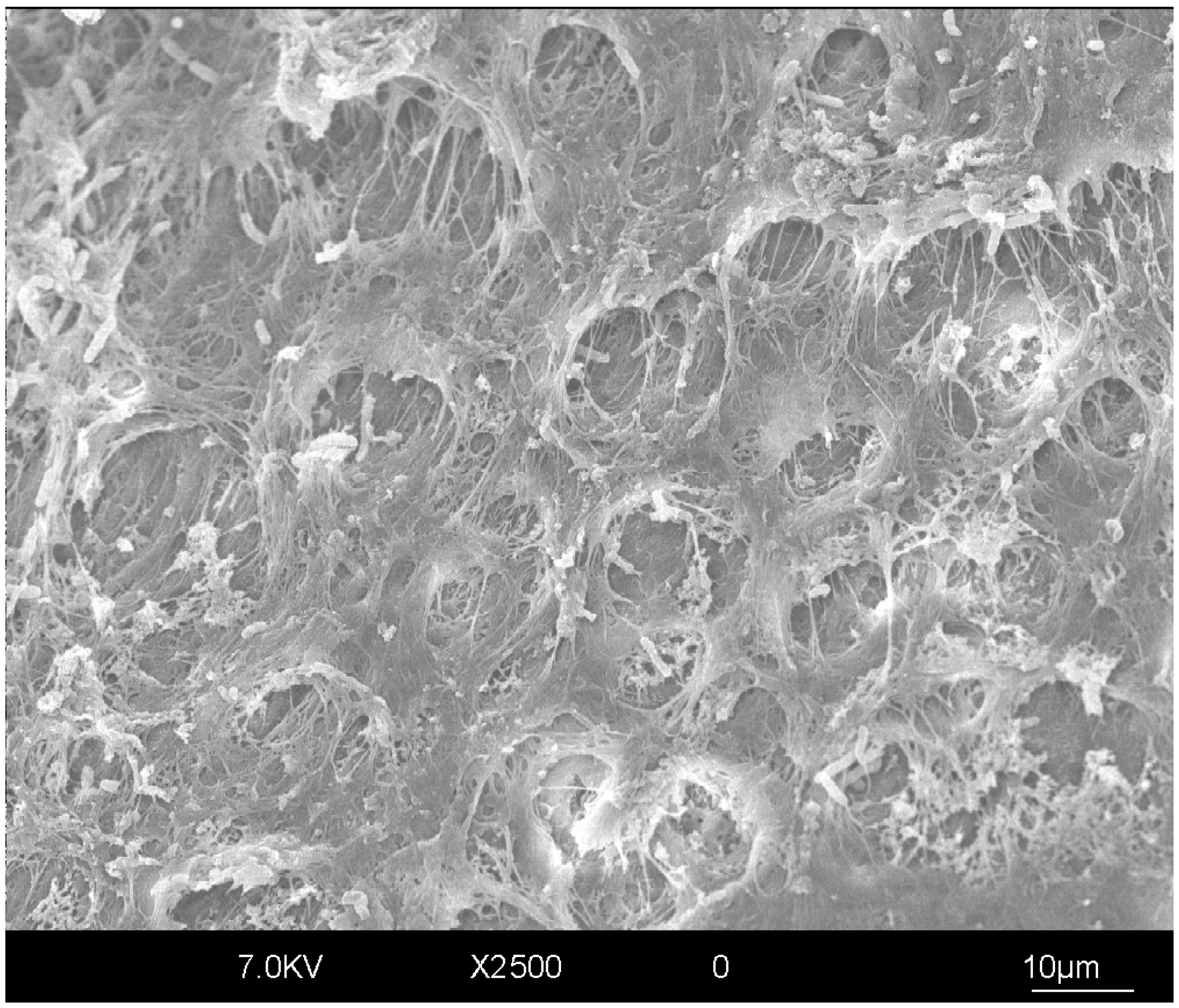 Polymers 17 00566 g004 Polymers 17 00566 g004