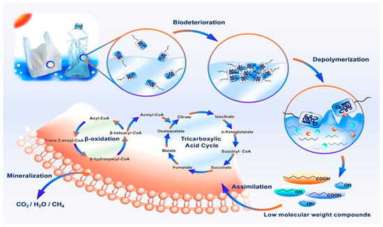 Biodegradation Polyesters Recent Advances in Polymer Recycling: A Review of Chemical and ...