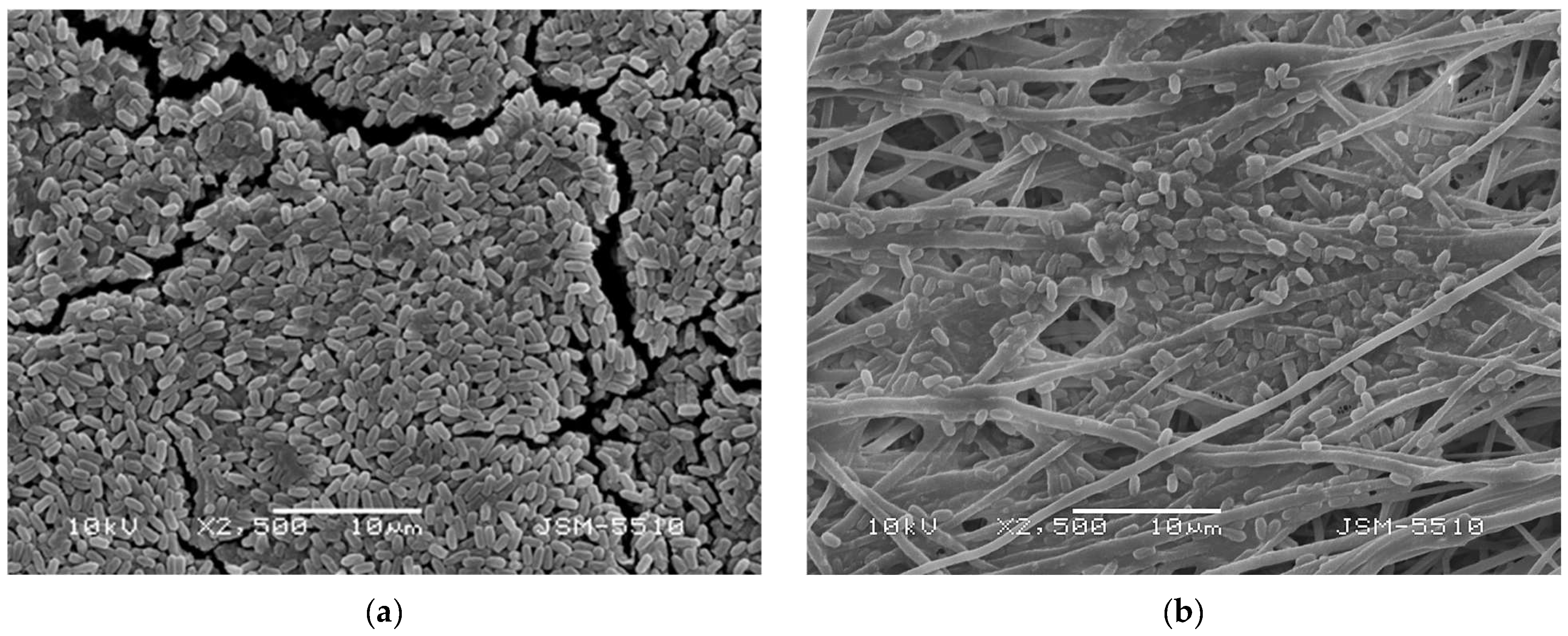 Polymers 17 00692 g007