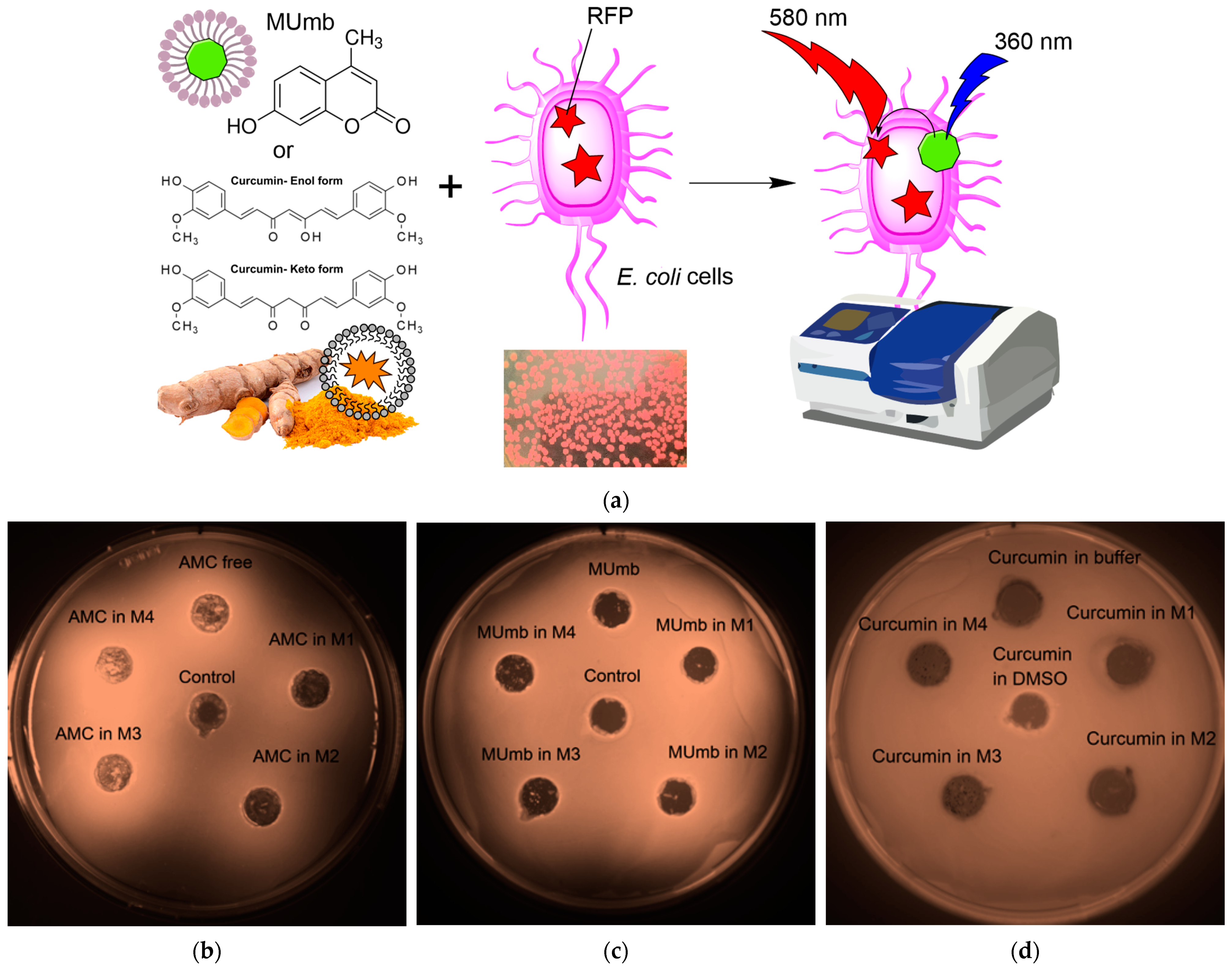 Polymers 17 00790 g006