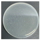 Polymers 17 00905 i001