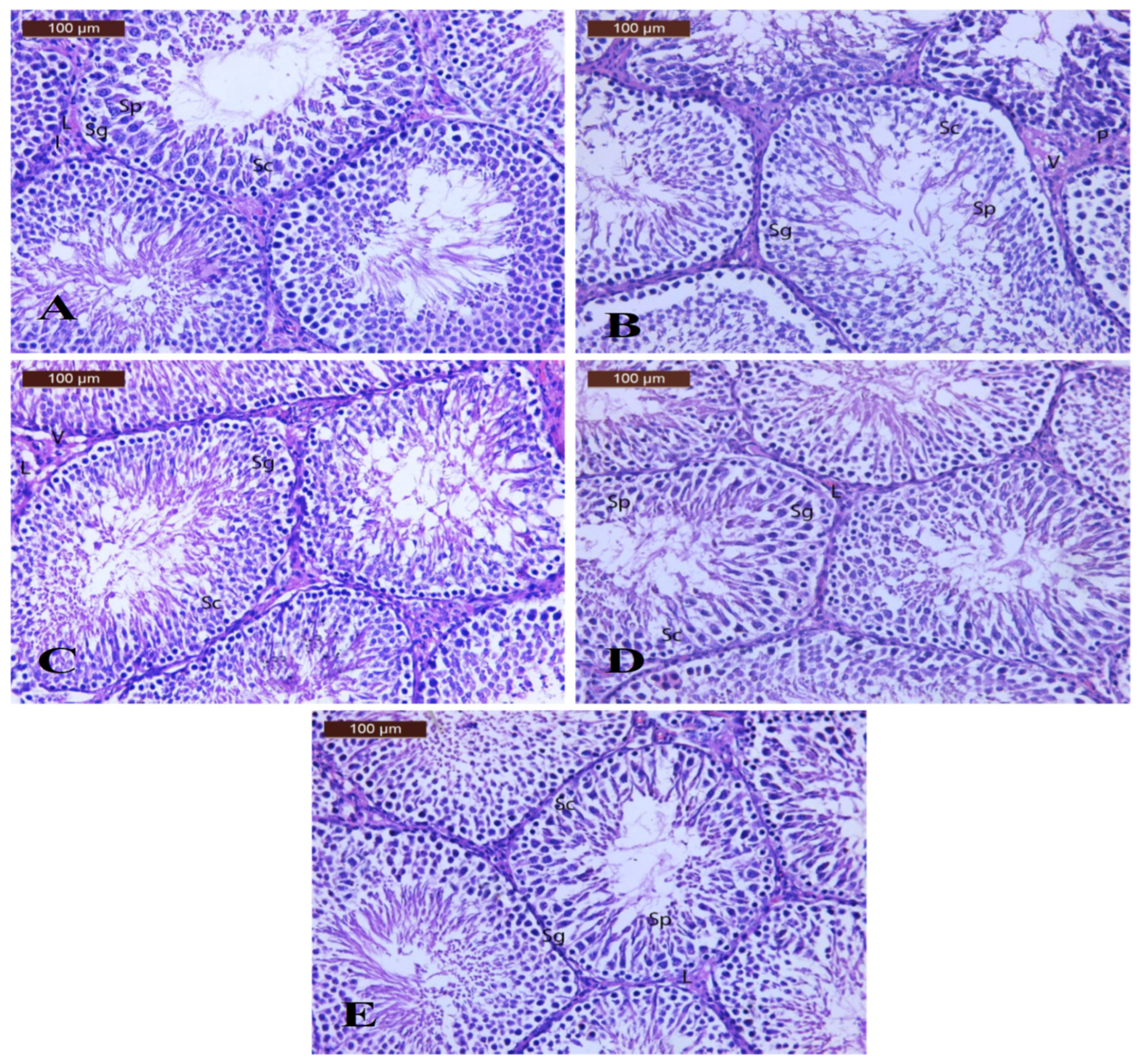 Polymers 17 00912 g011