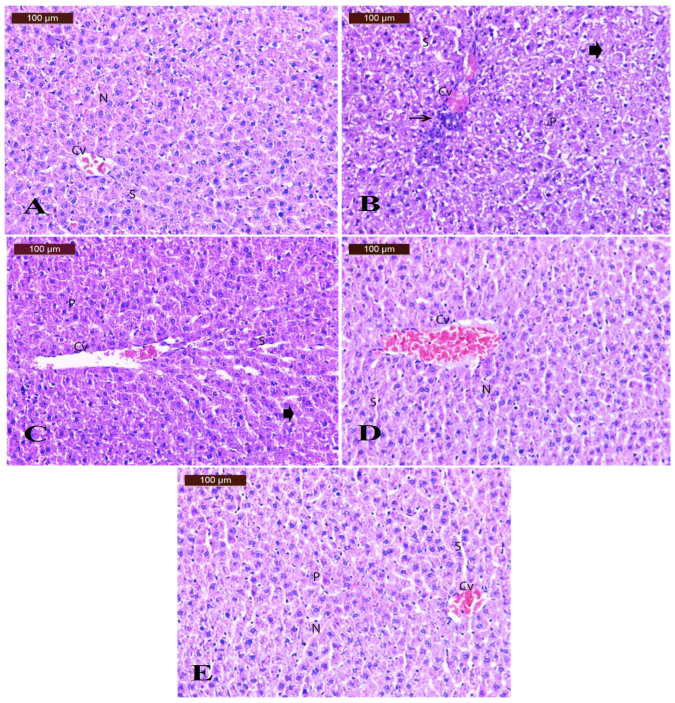 Polymers 17 00912 g012
