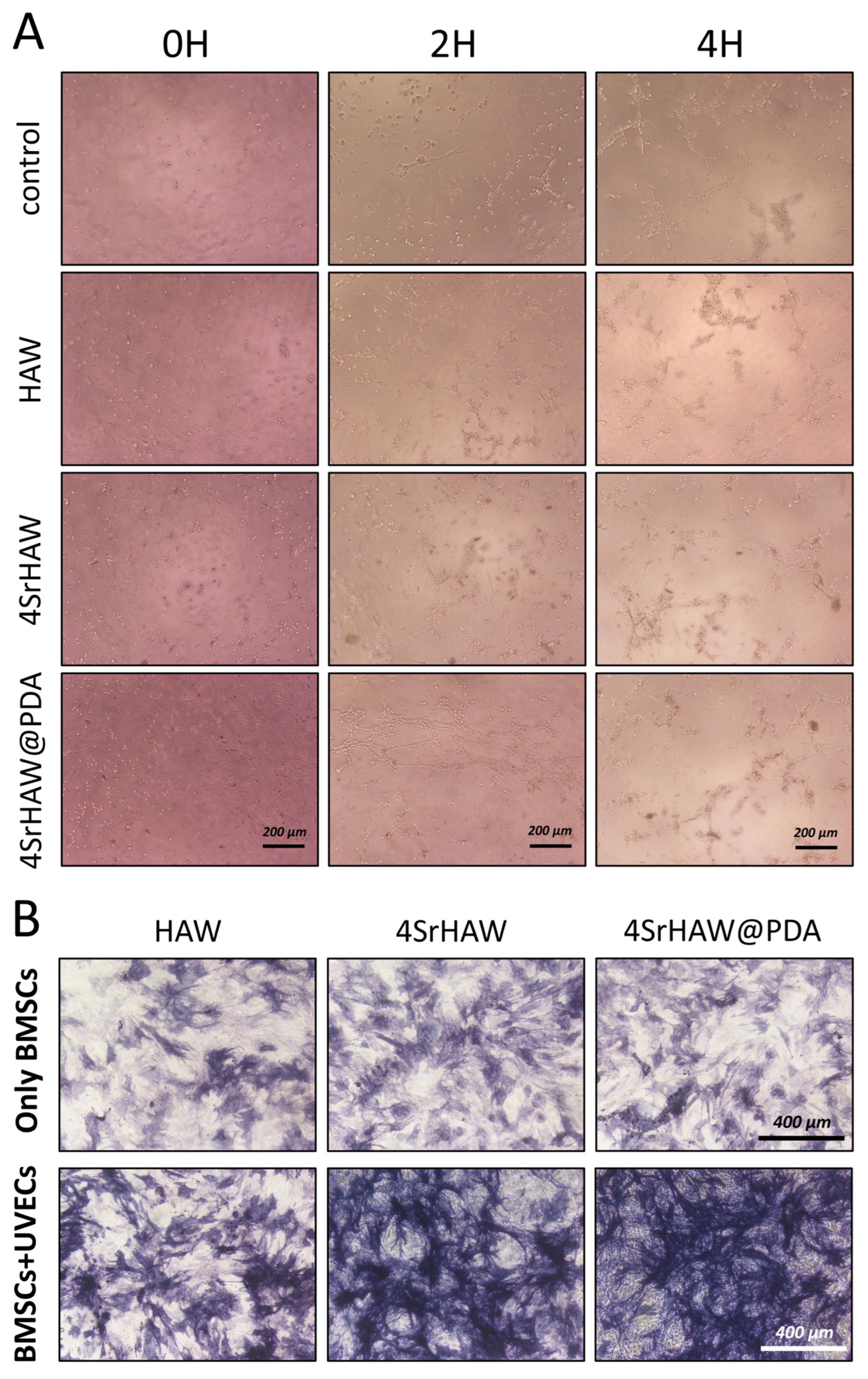 Polymers 17 01039 g004