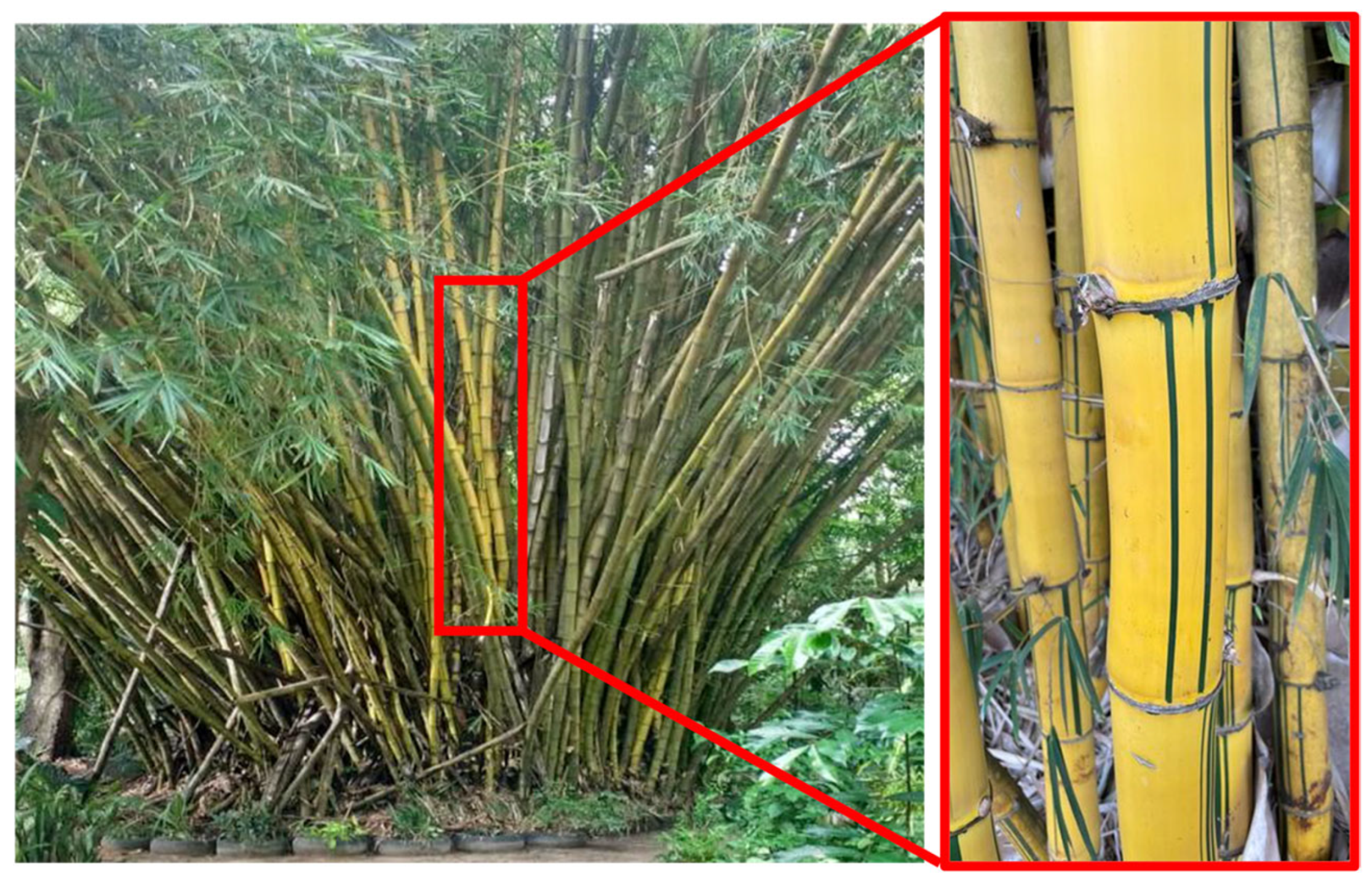 Polymers 17 01060 g002