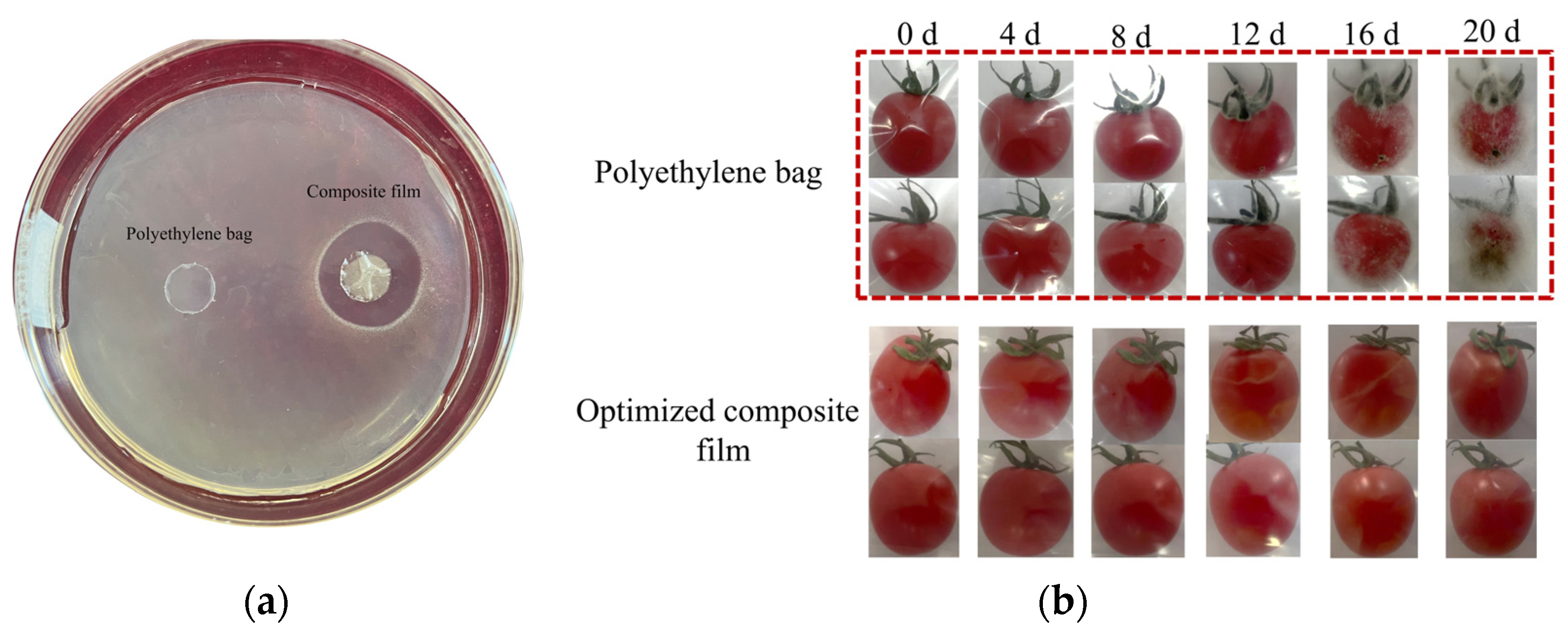 Preparation and Application of Edible Chitosan Coating