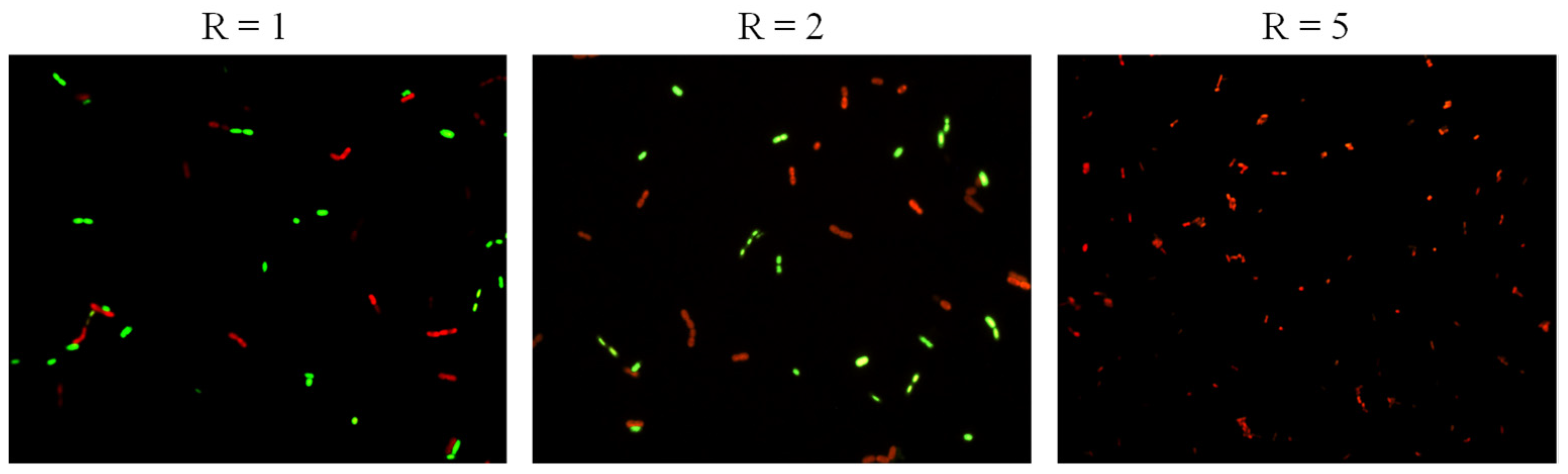 Polymers 17 01134 g011