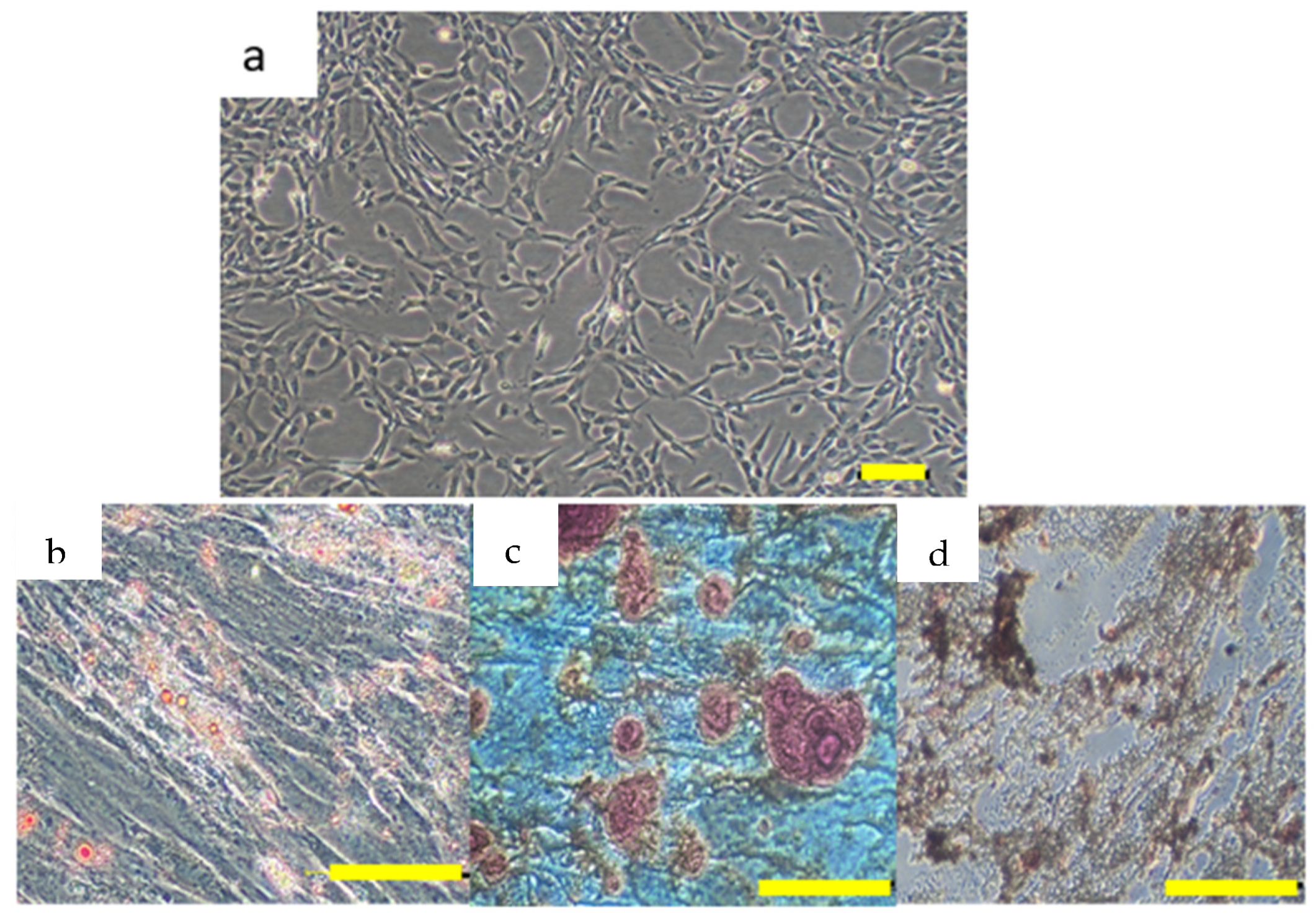 Polymers 17 01163 g008