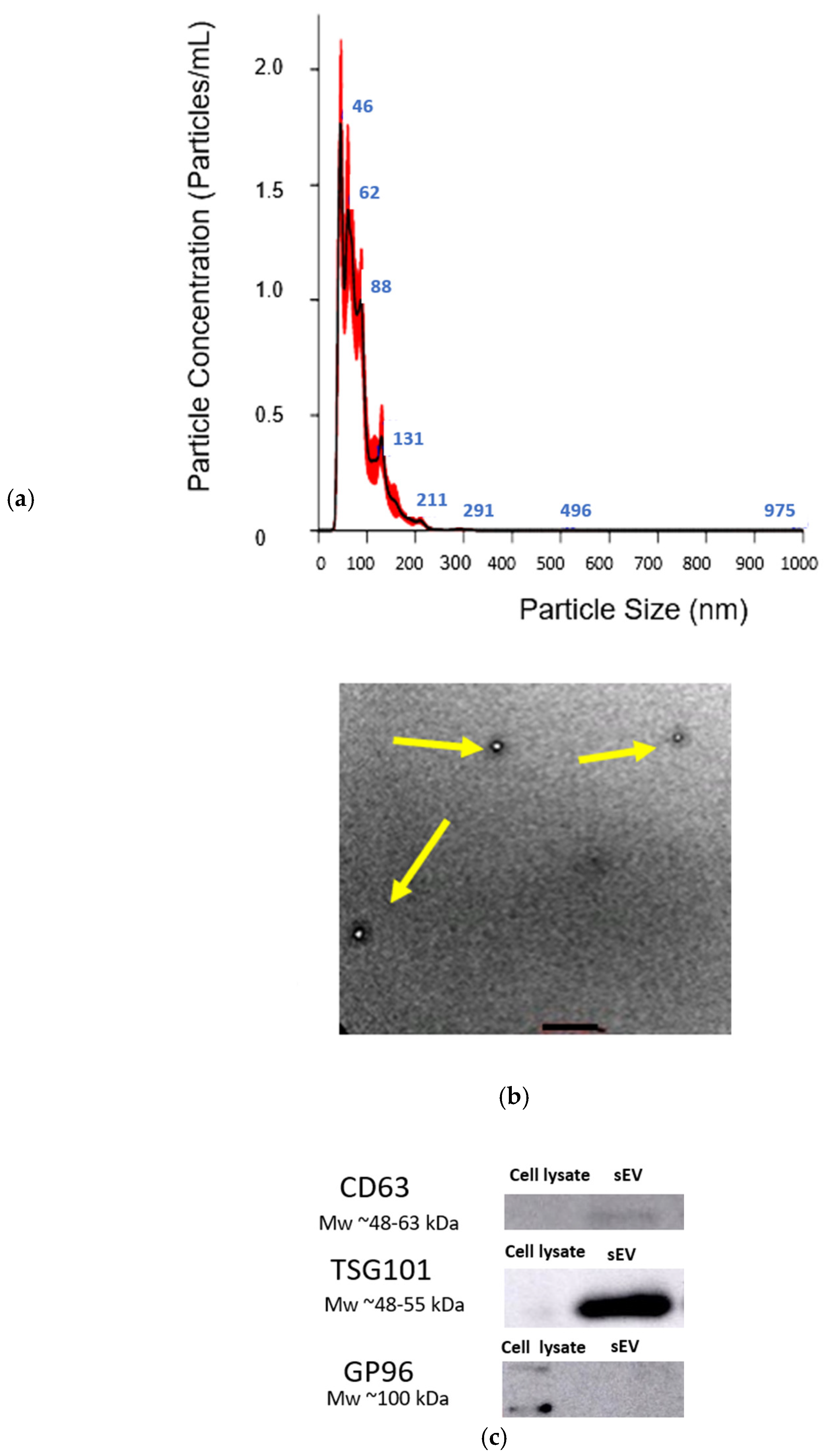 Polymers 17 01163 g009