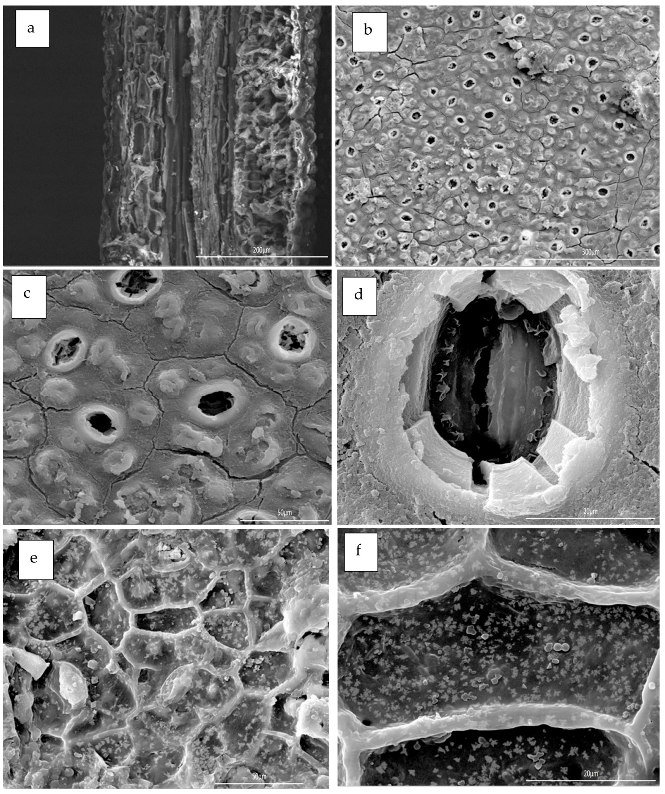 Polymers 17 01182 g009 Polymers 17 01182 g009