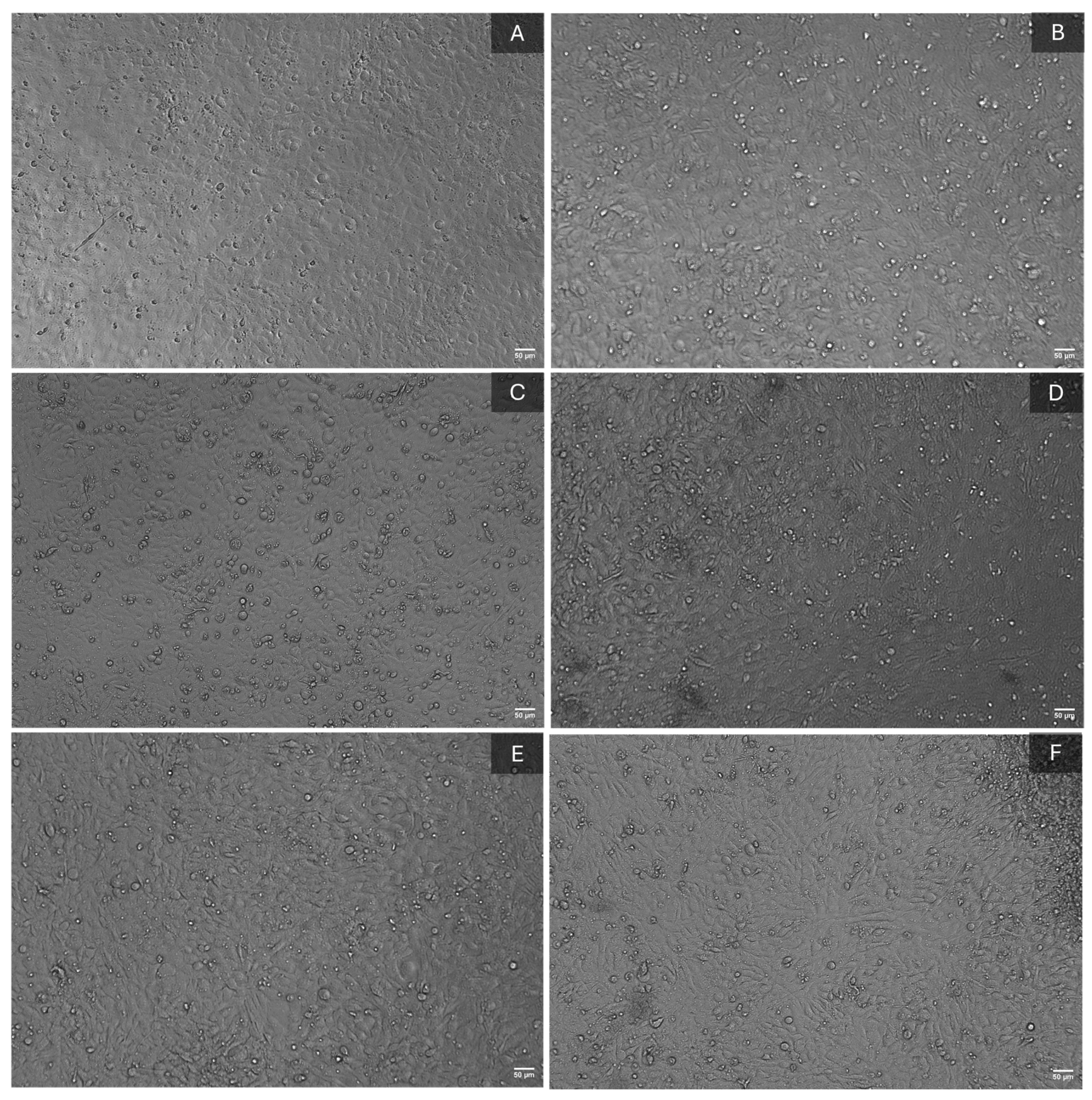 Polymers 17 01225 g010