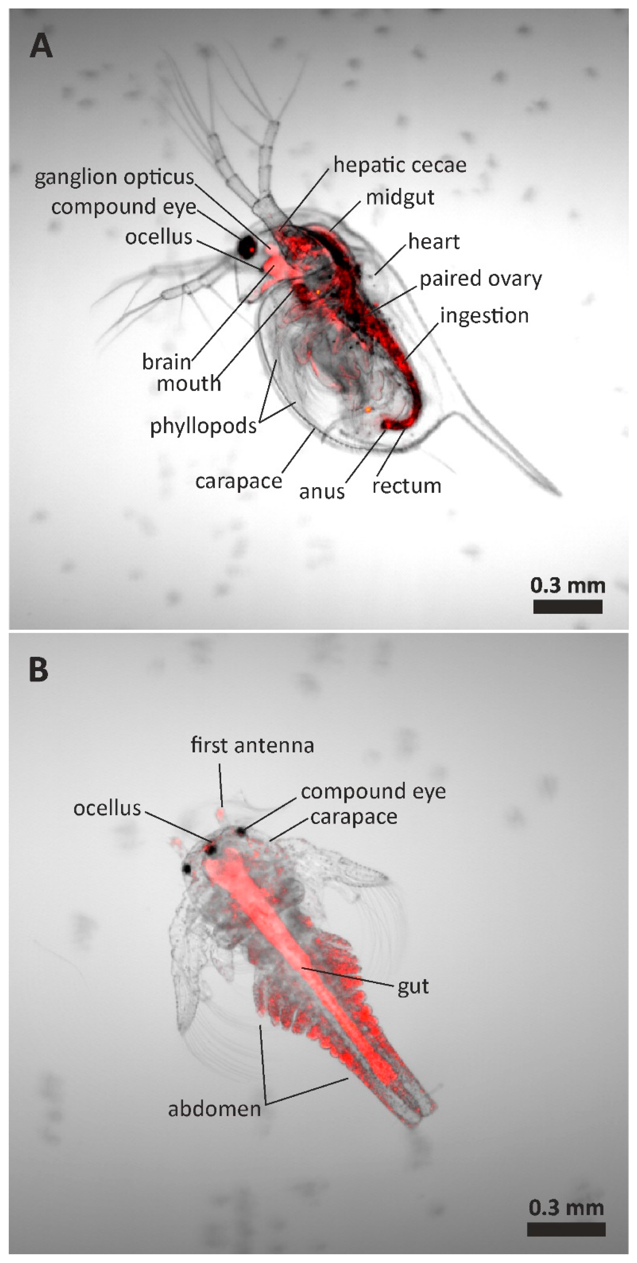 Polymers 17 01256 g004