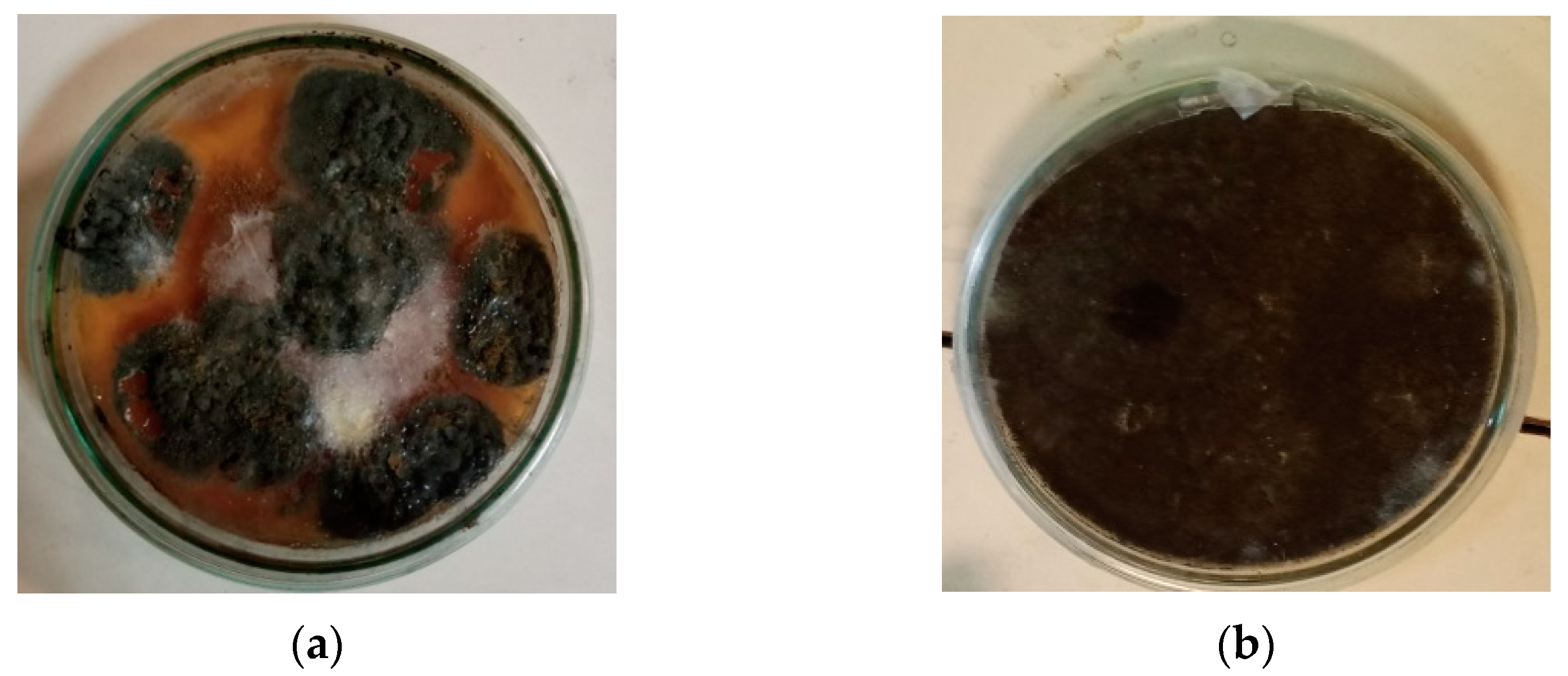 Polymers 17 01303 g002