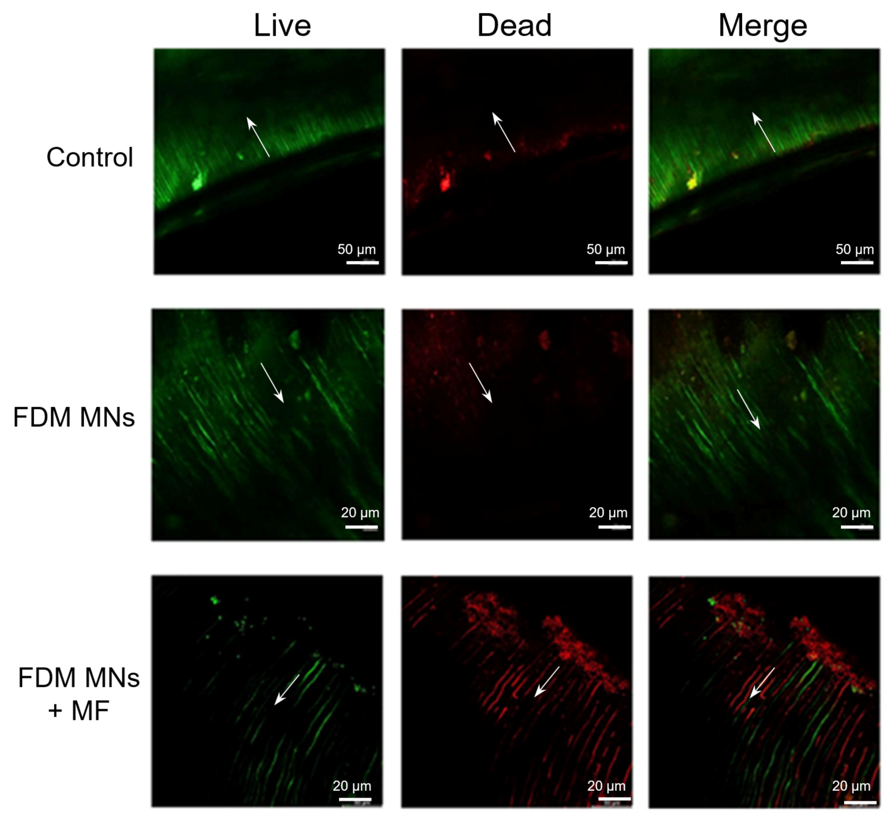 Polymers 17 01305 g008